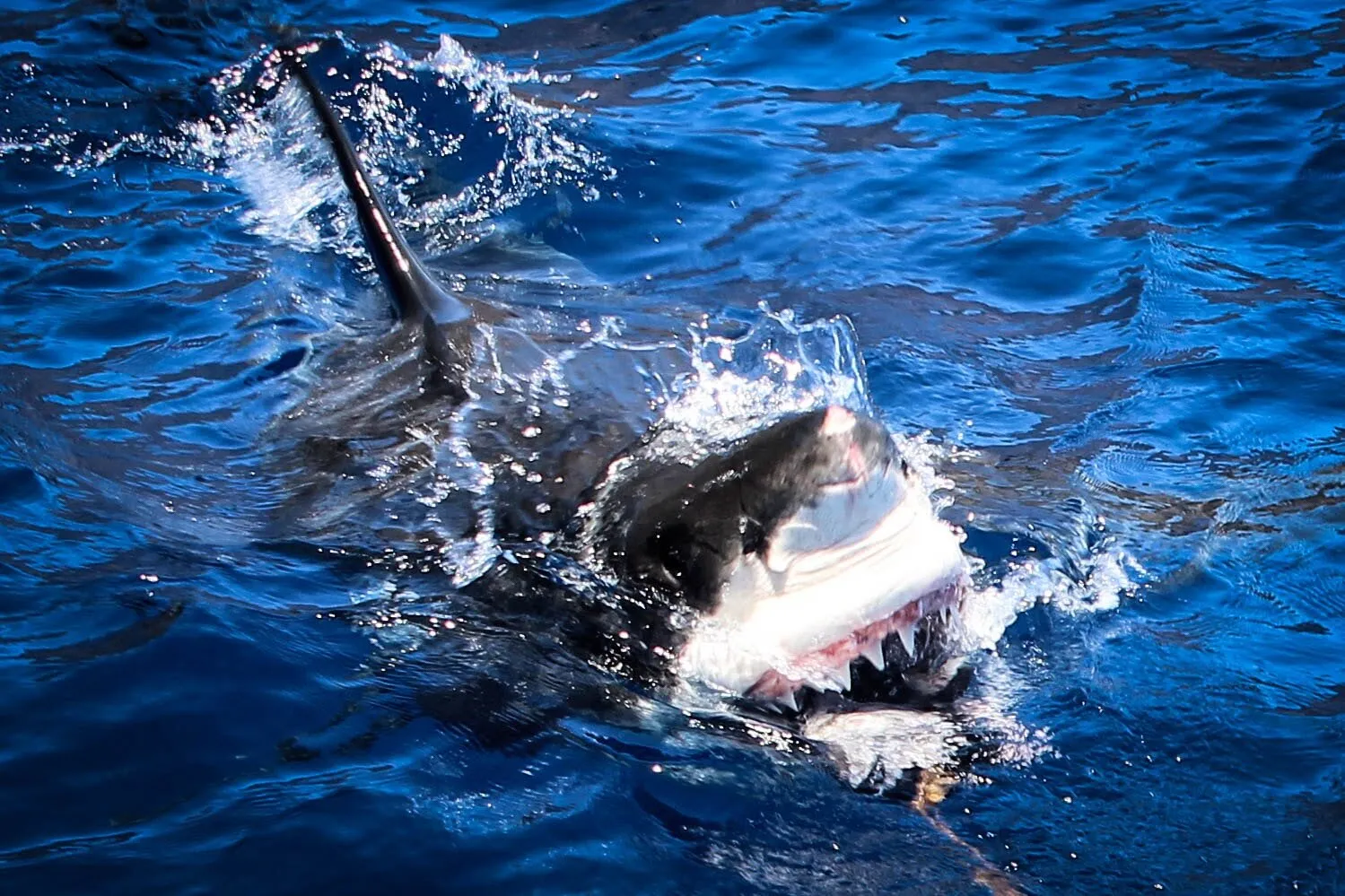 White Shark Teeth Bared