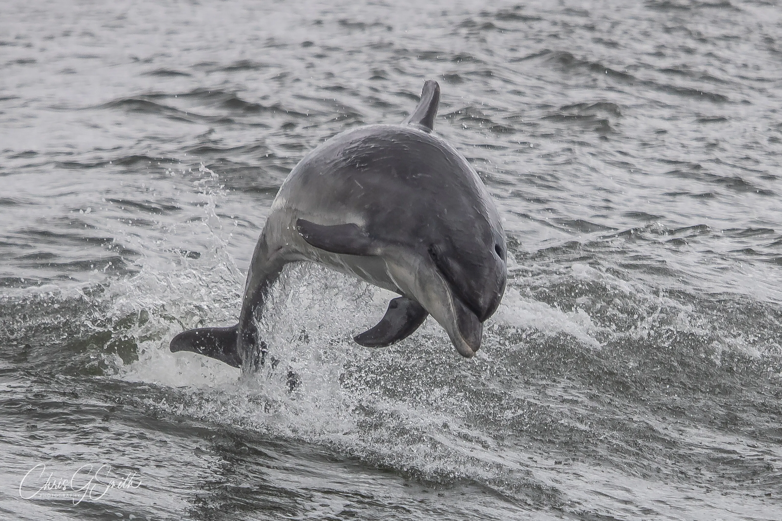 Dolphins in the Wild