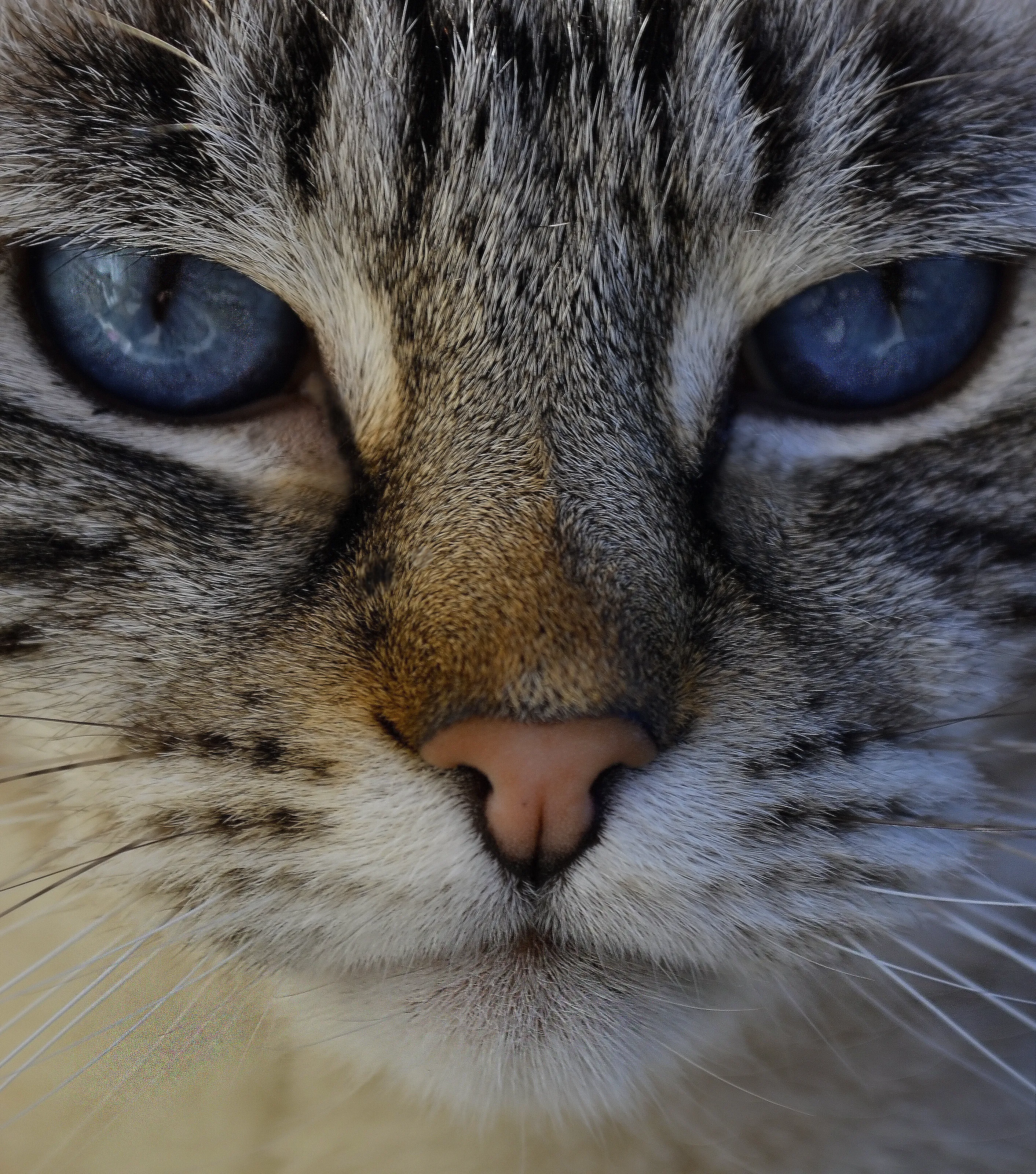 Blue Eyes