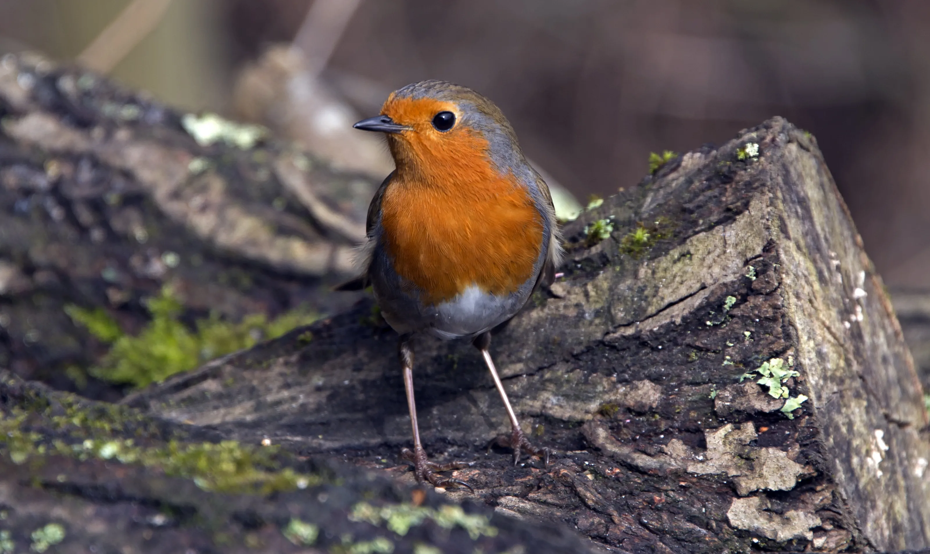 Robin Redbreast