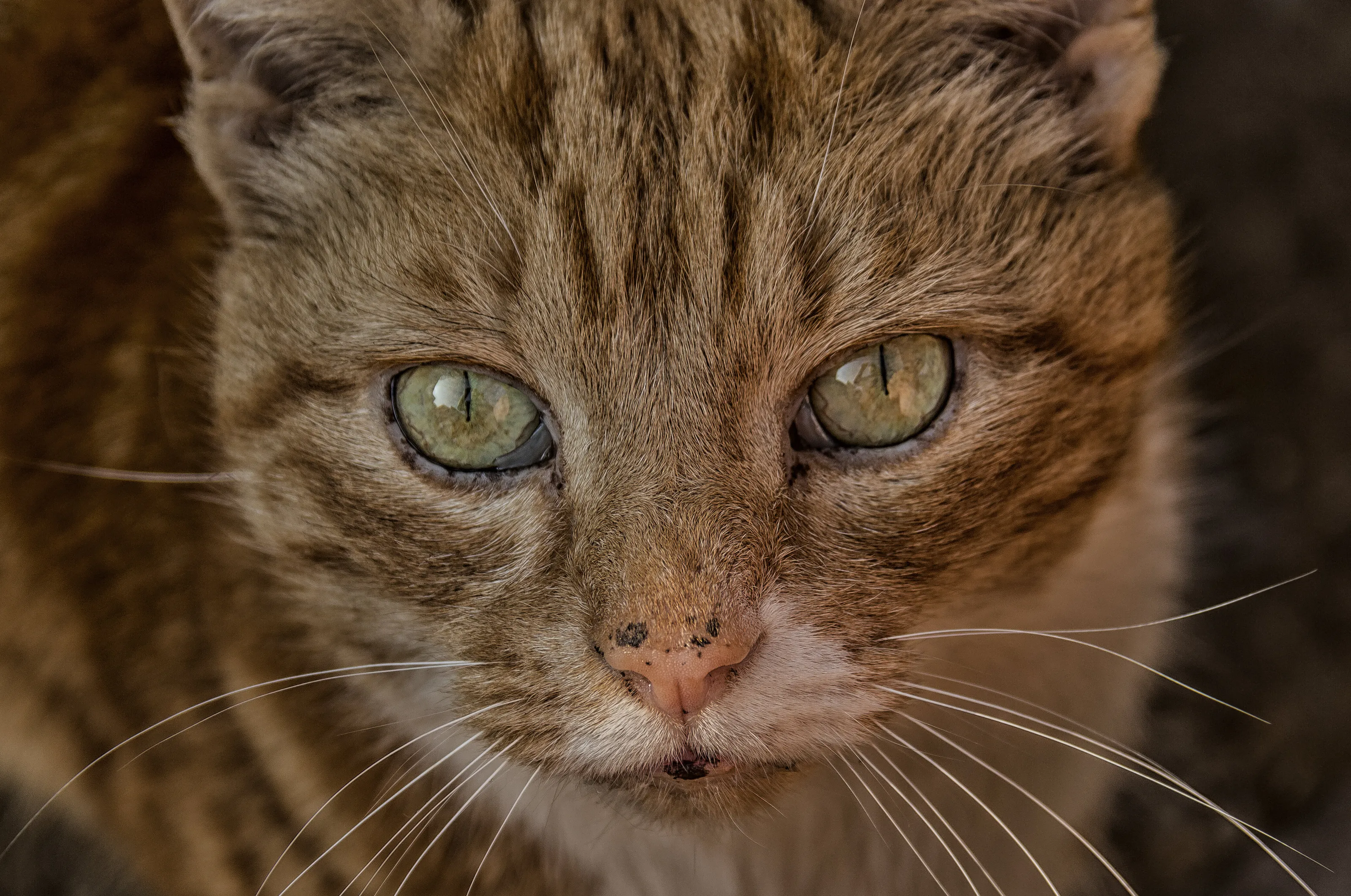 Curious Cat