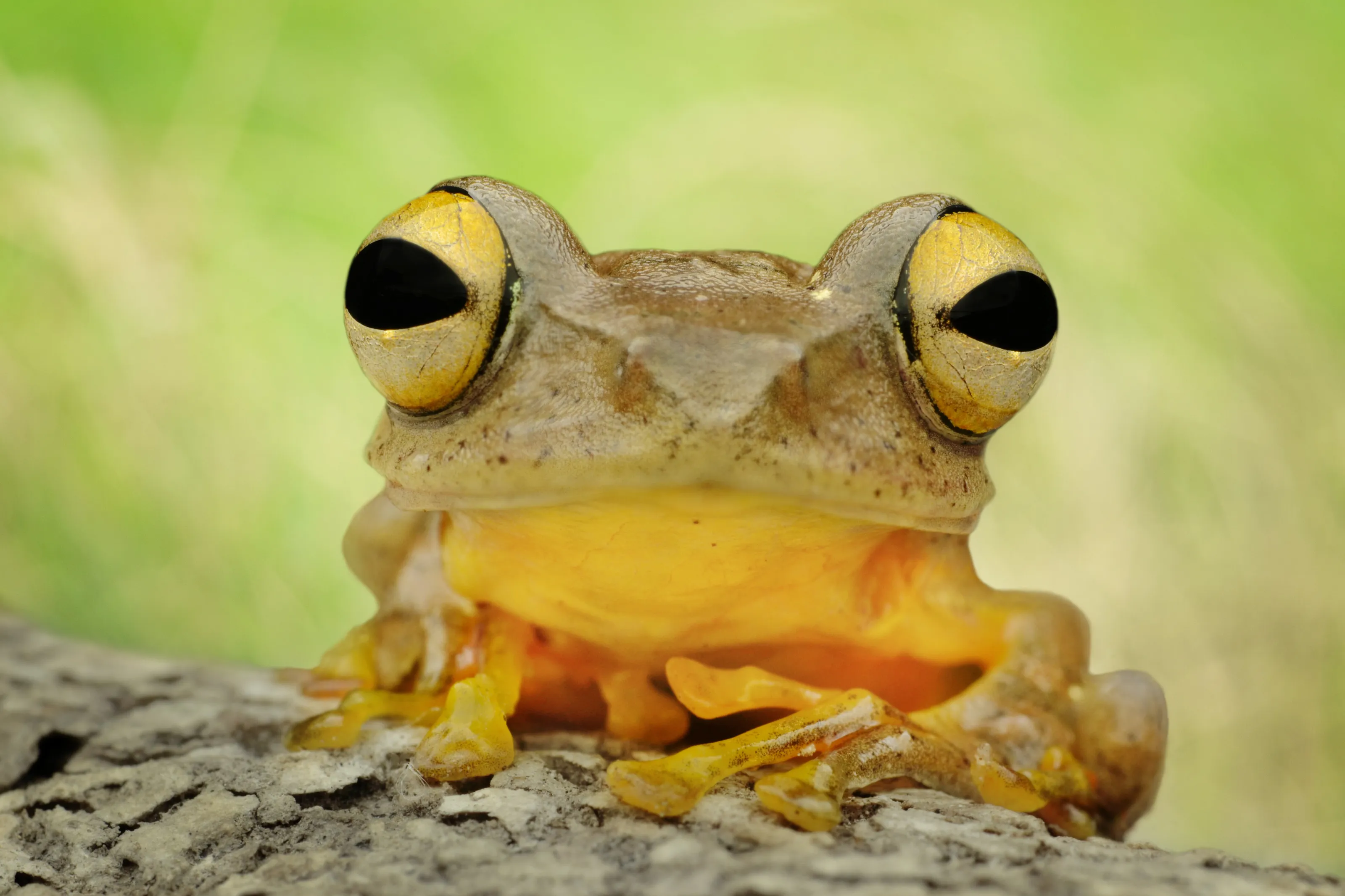 big eye