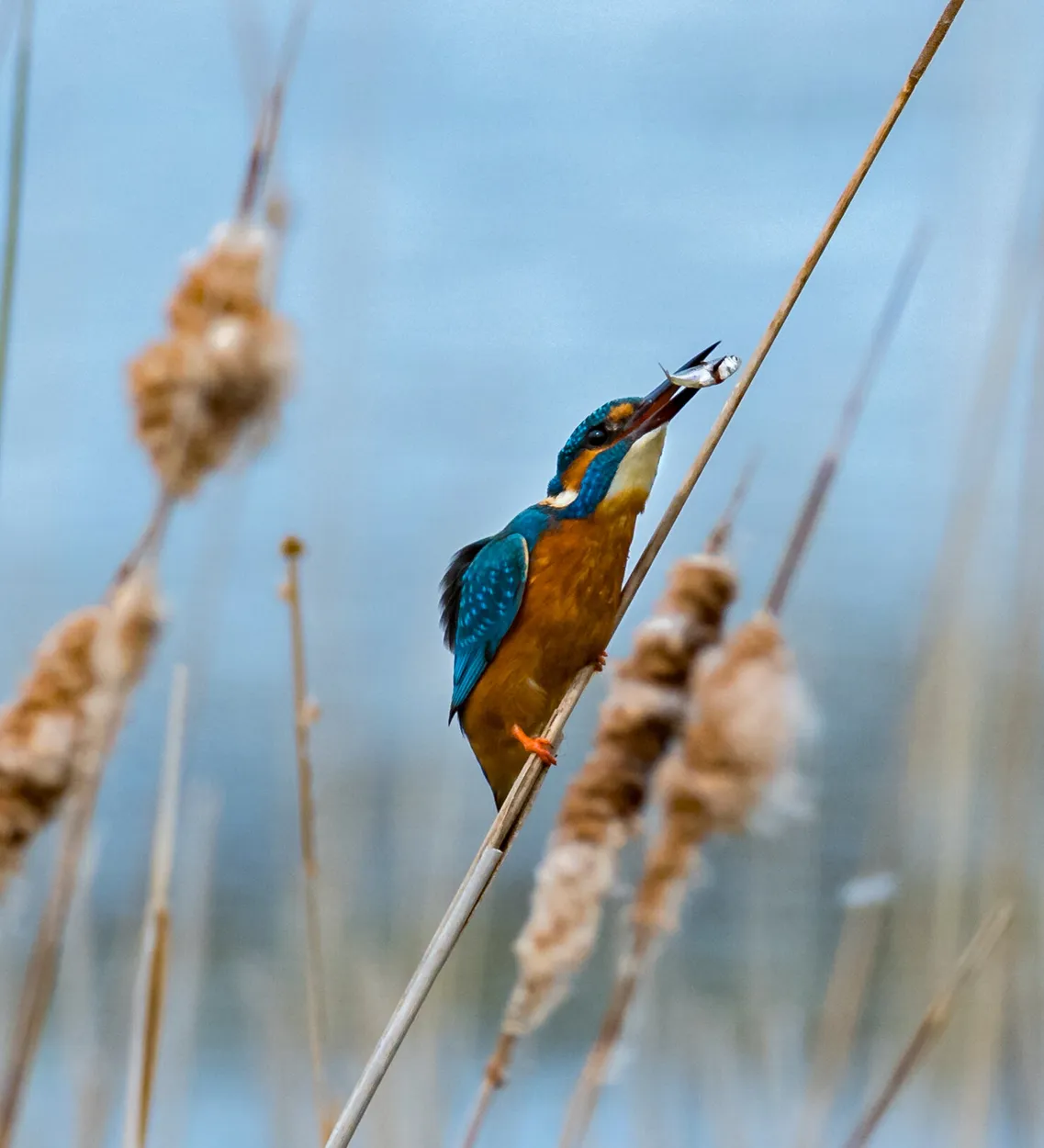 Entry 552051