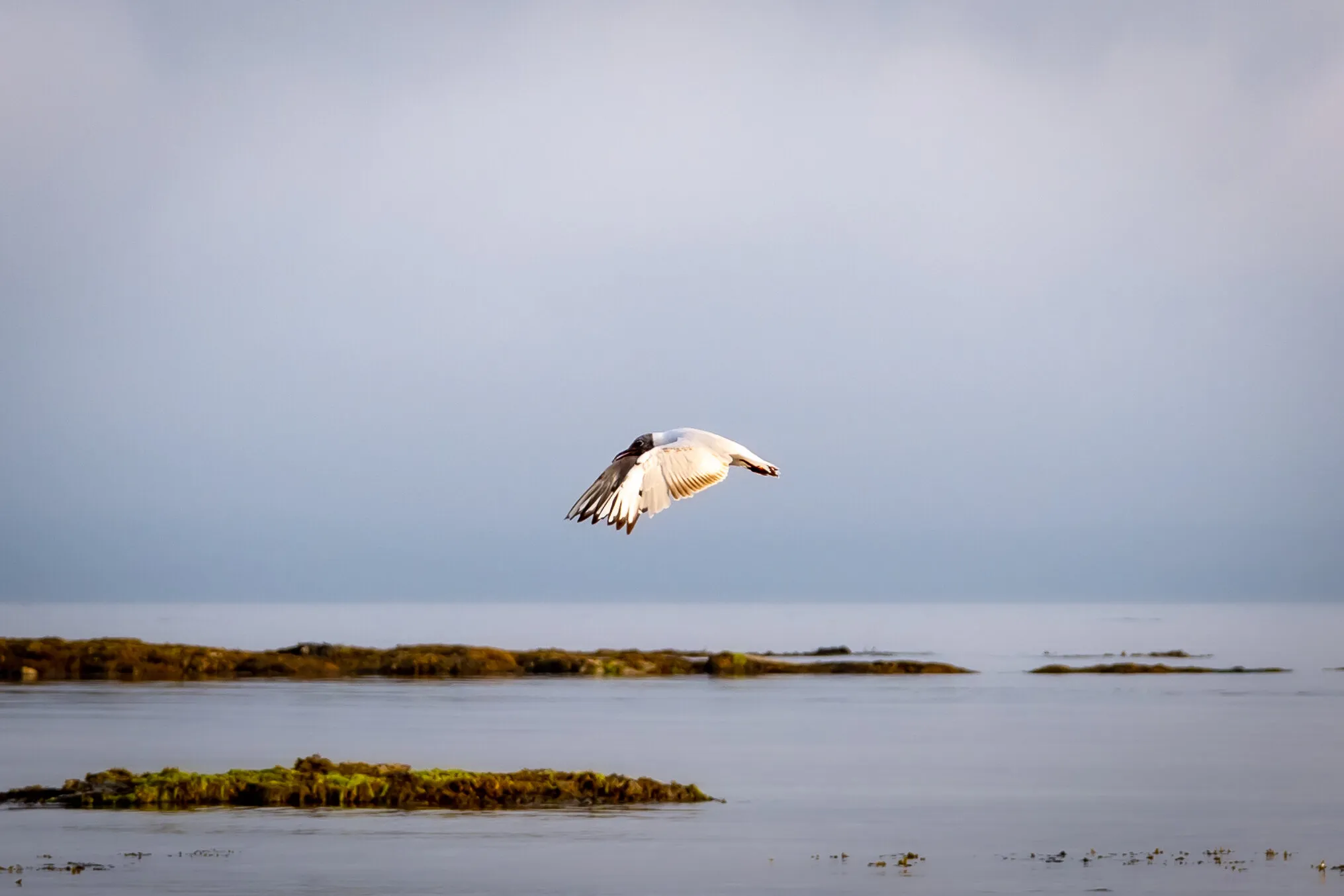 Black Headed Gull