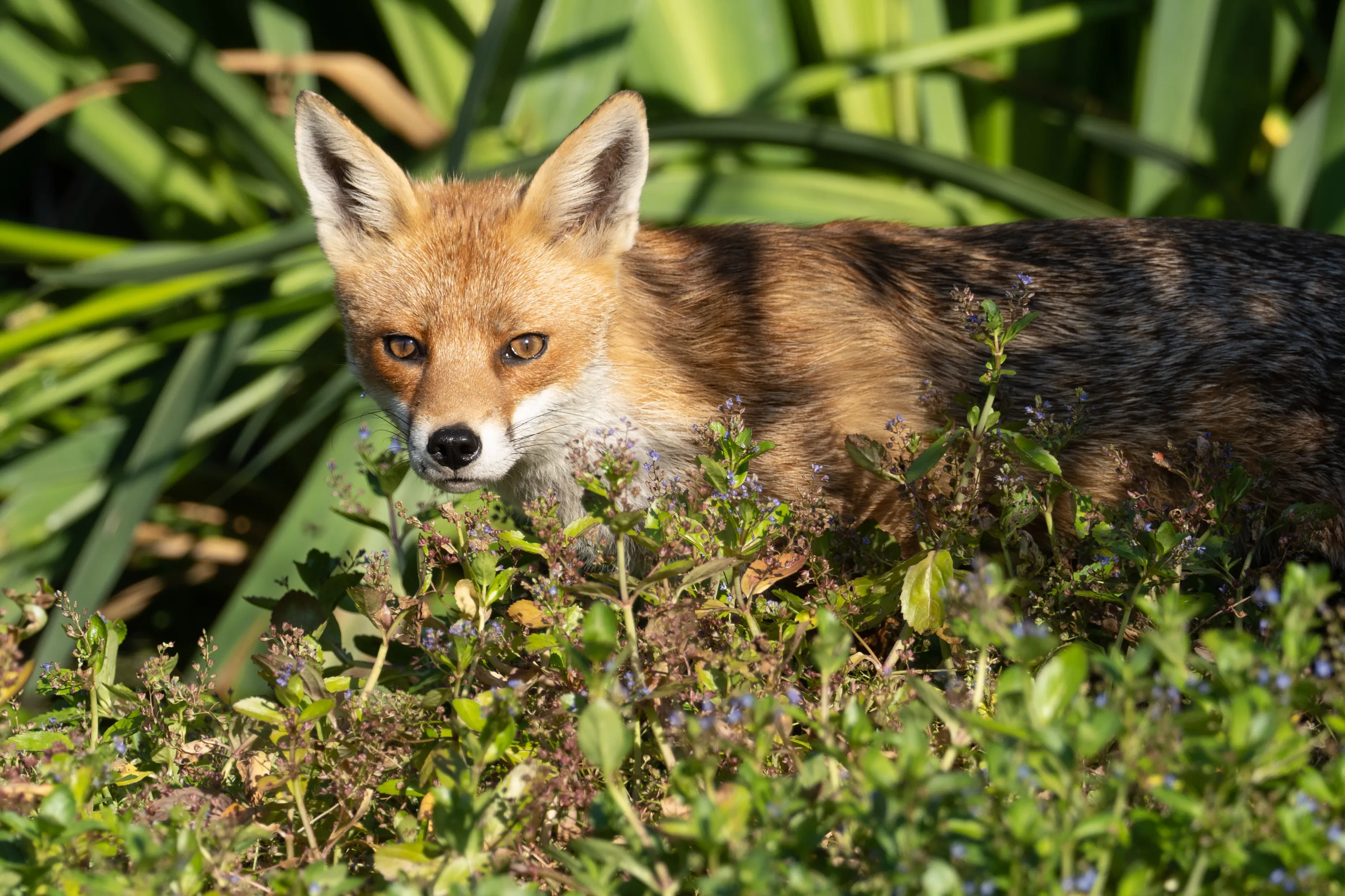 Fox