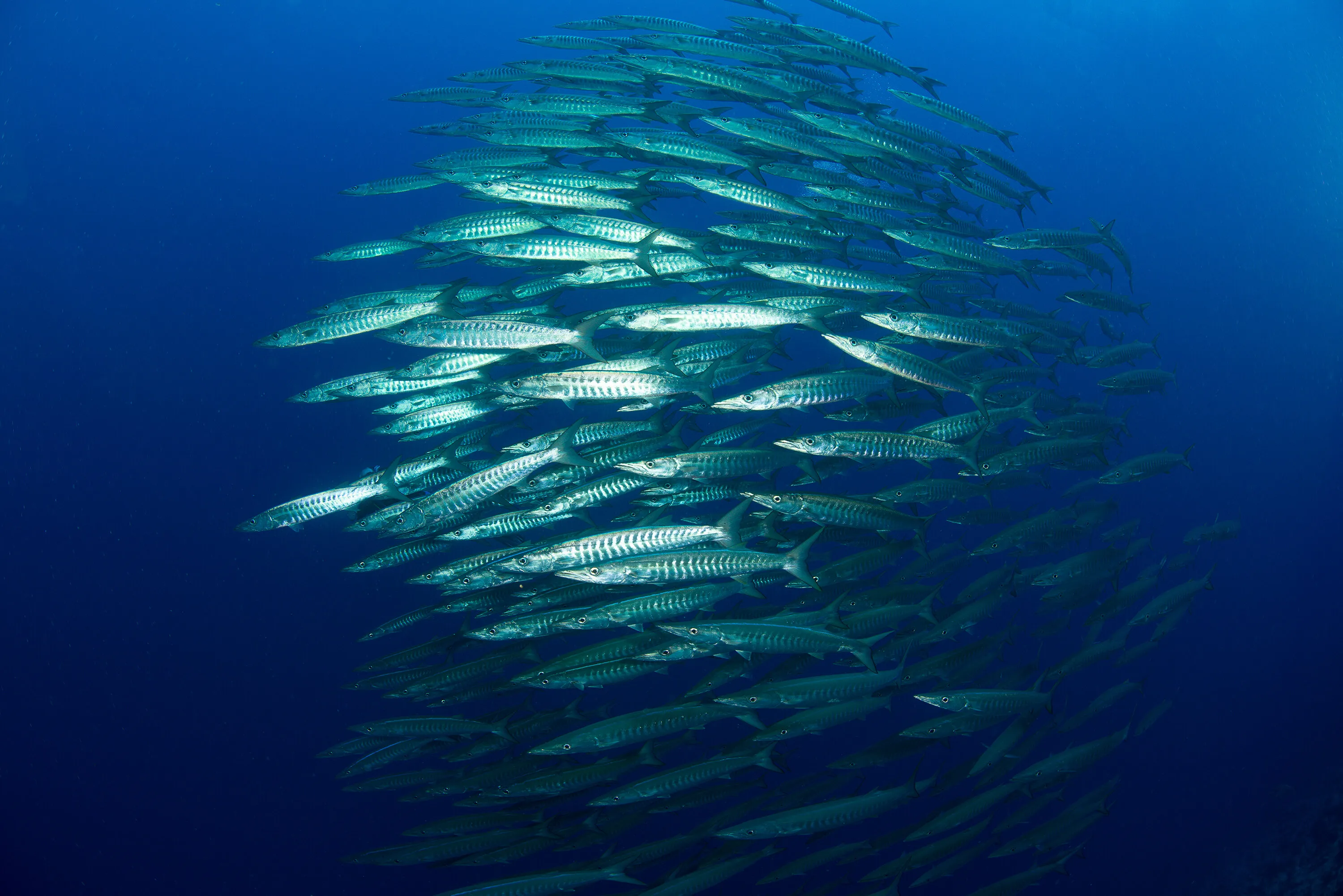 Blackfin Barracuda