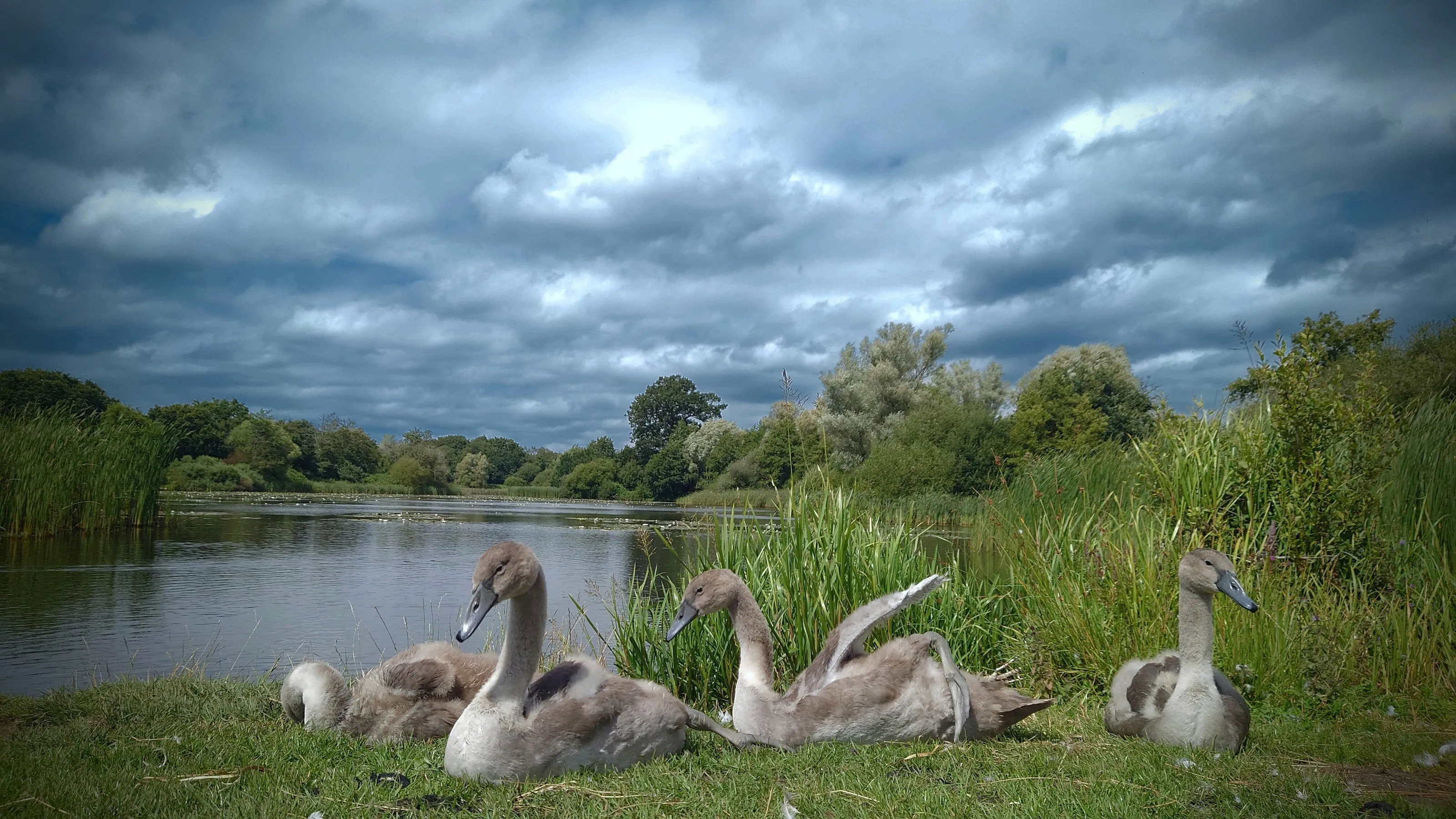 cygnets & Moody skies