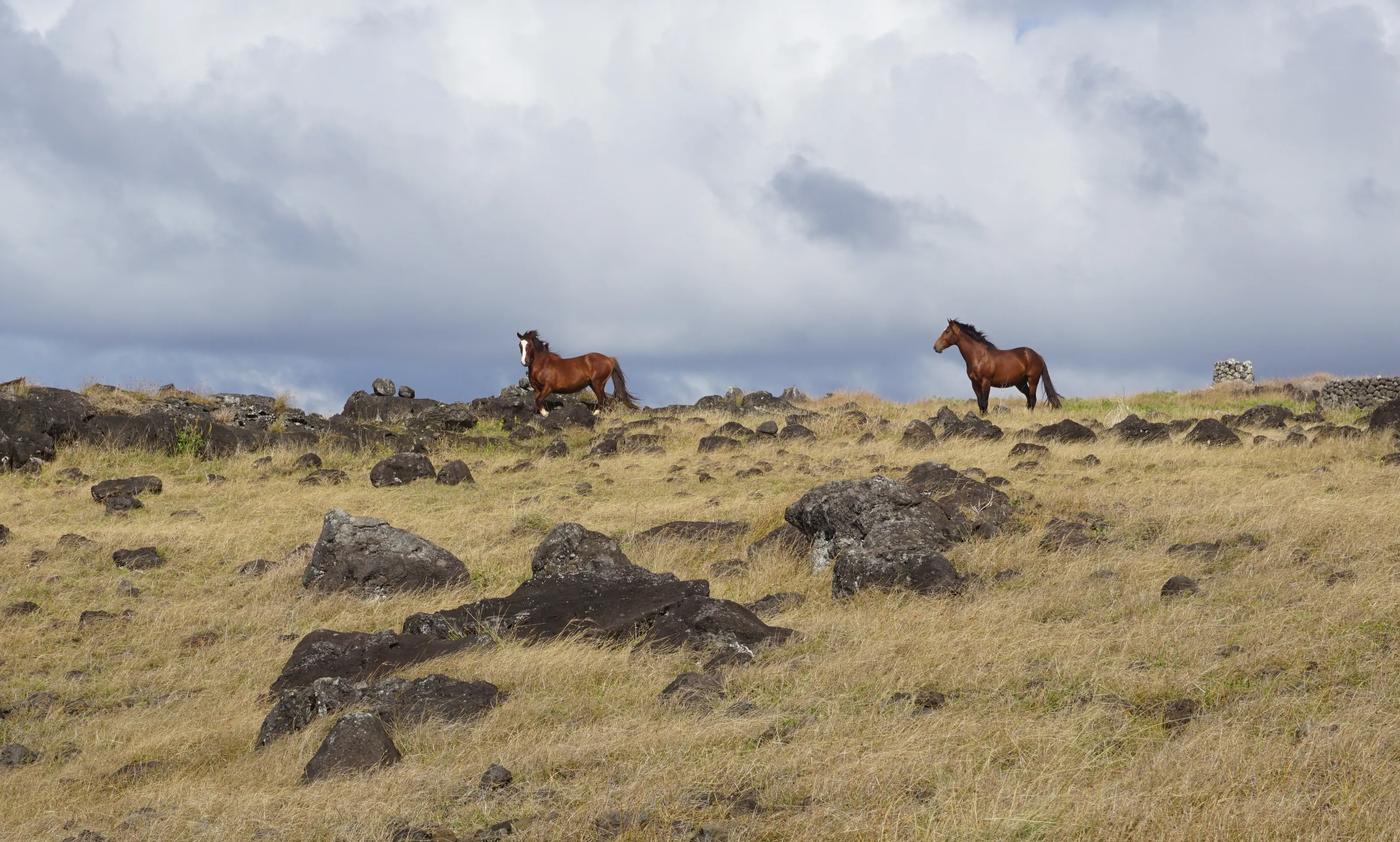 Wild horses on Rapanui