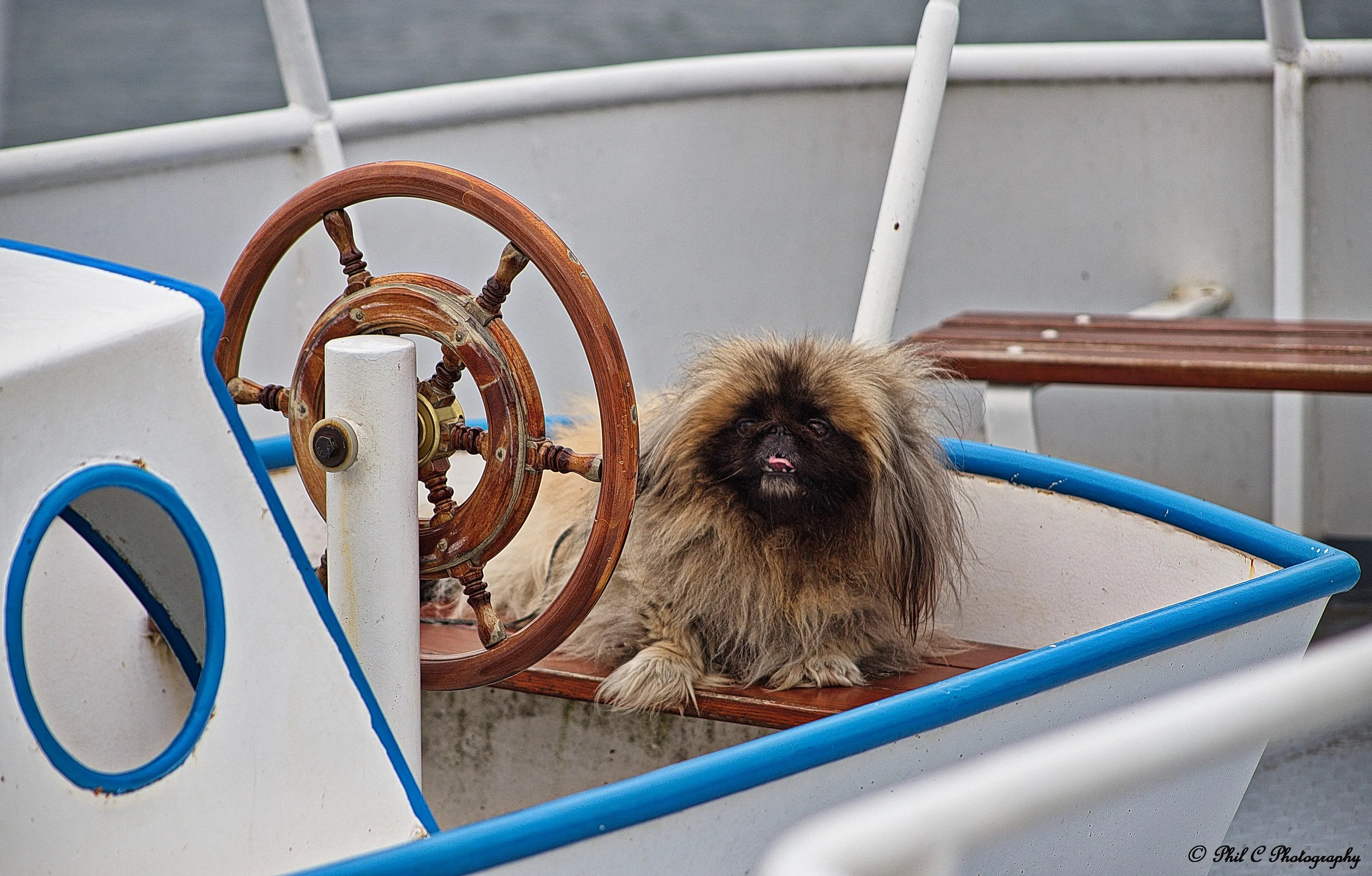 Peke in control