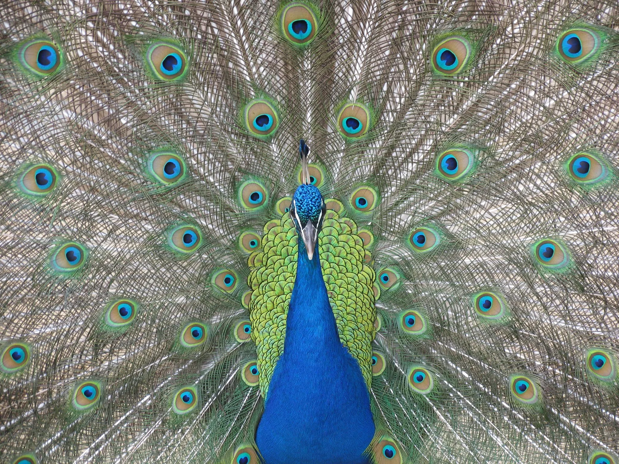 One Peacock