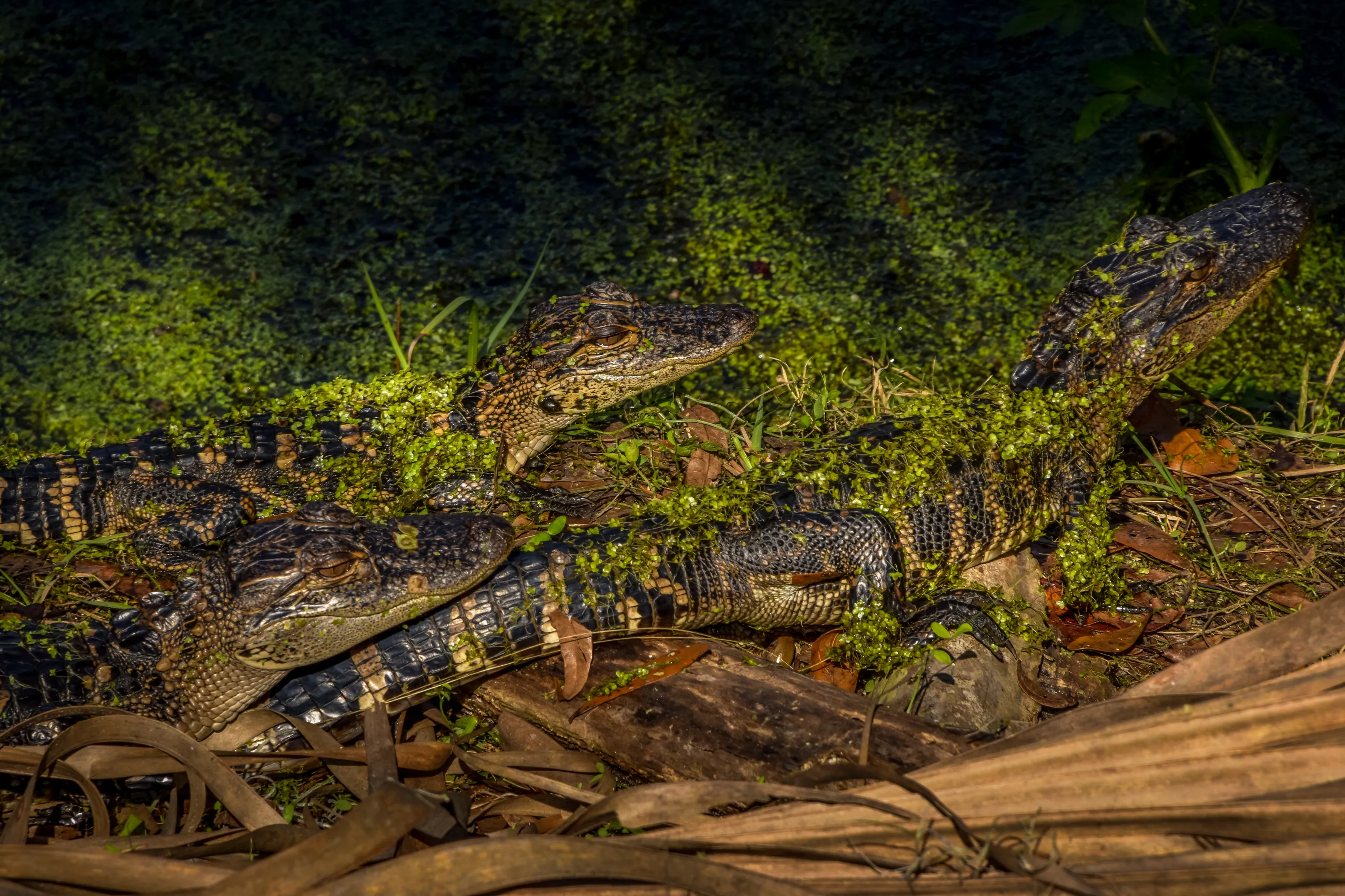 Gators