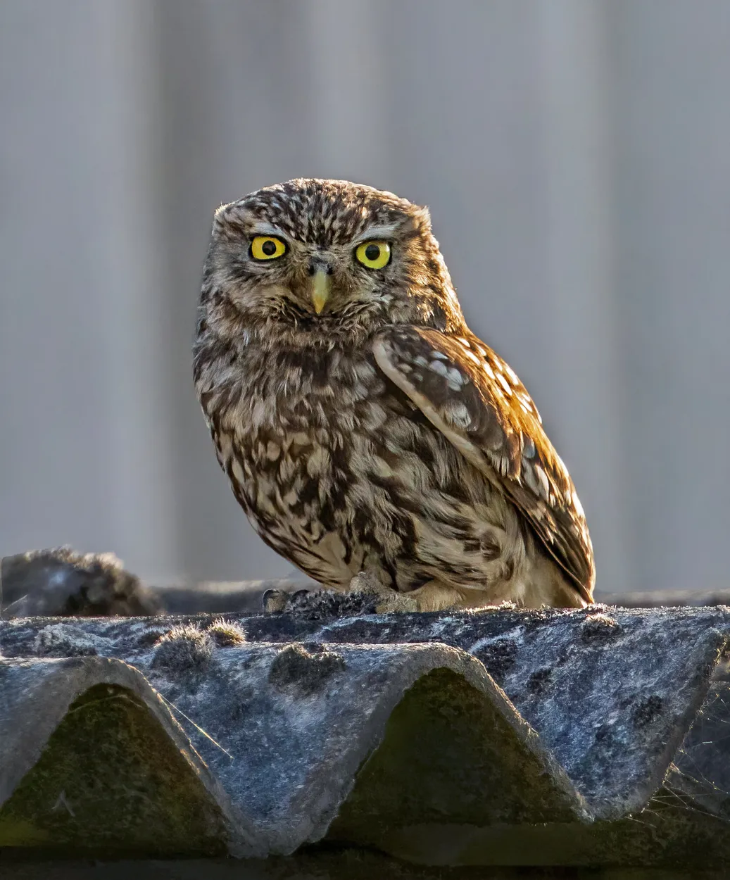 Entry 11384895