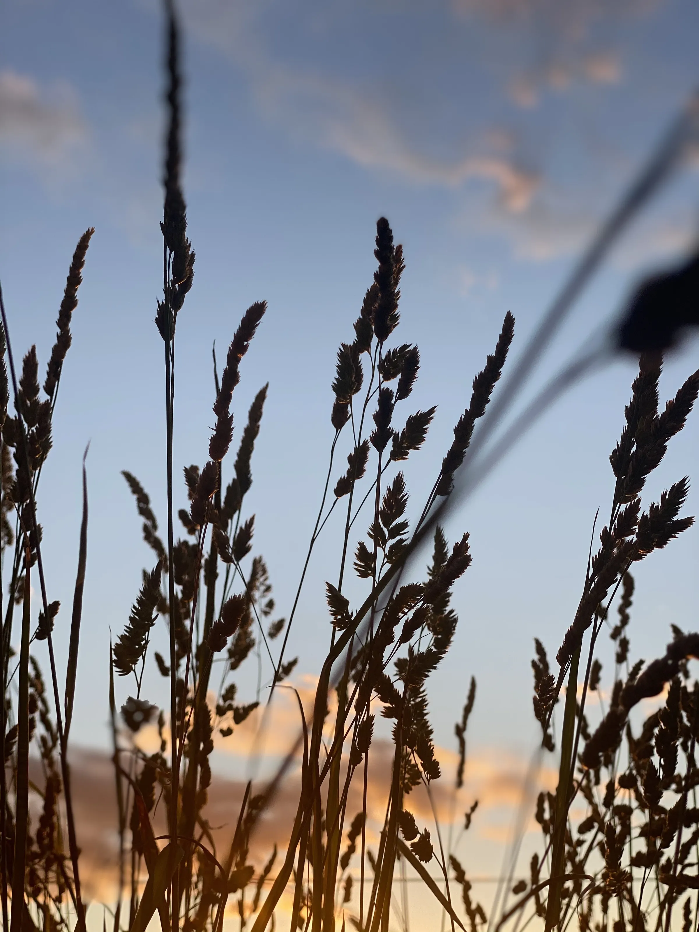 Wheat