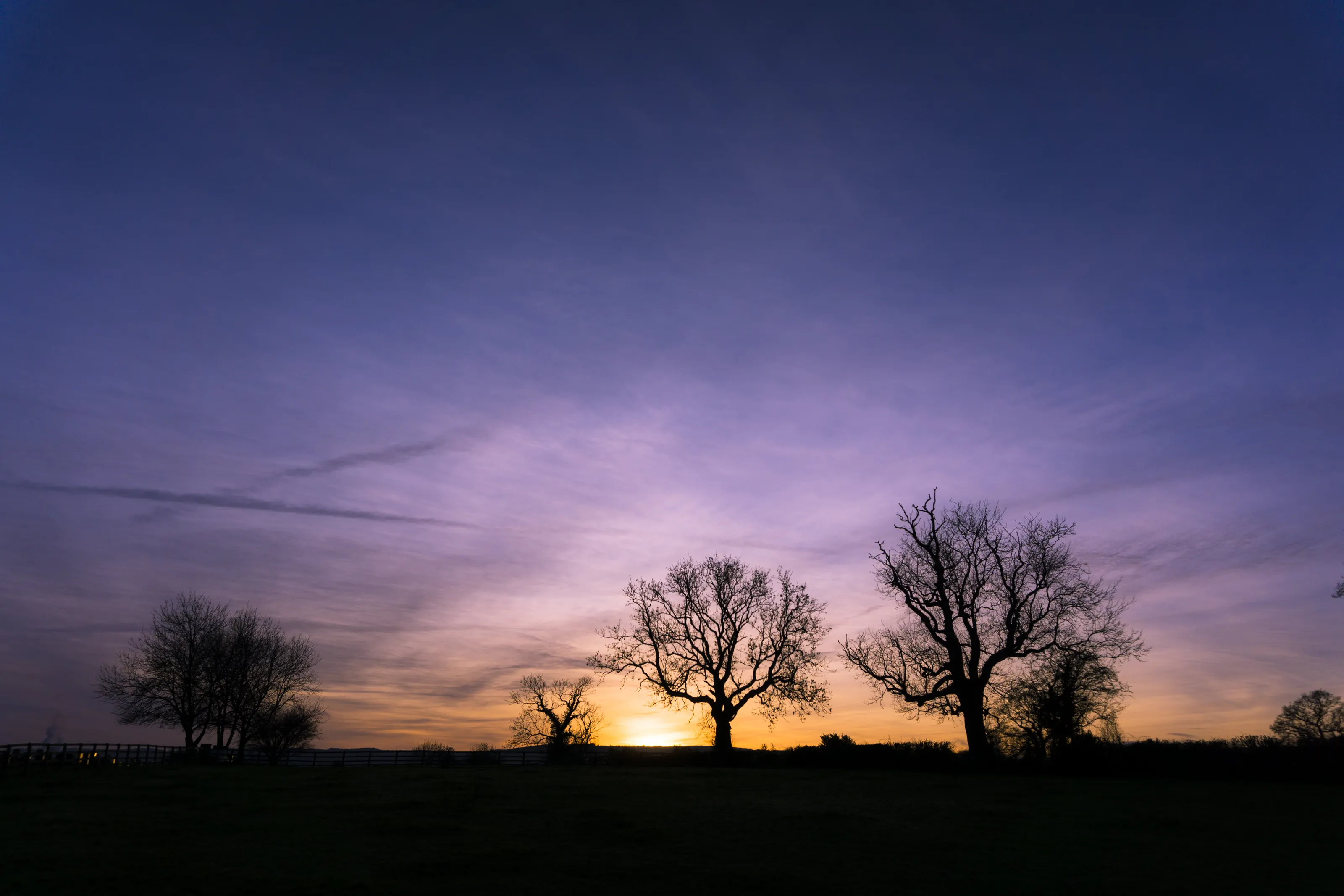 Tree silhouettes