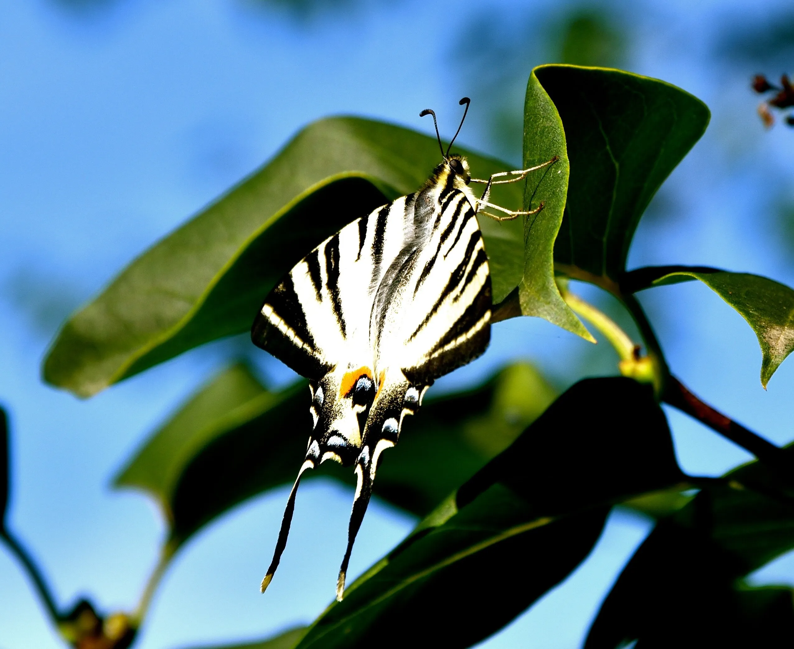 Zebra in a Tree