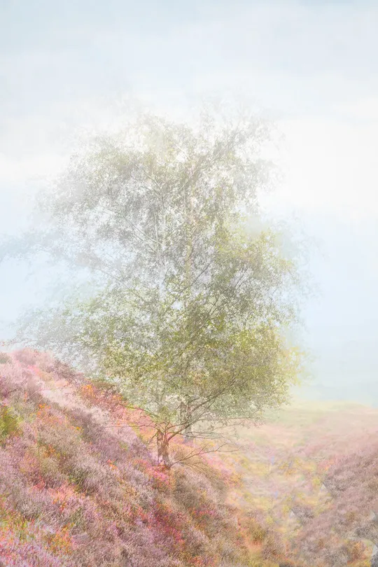 Mist and heather