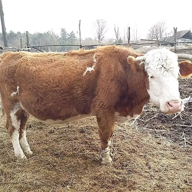my frovrate bull