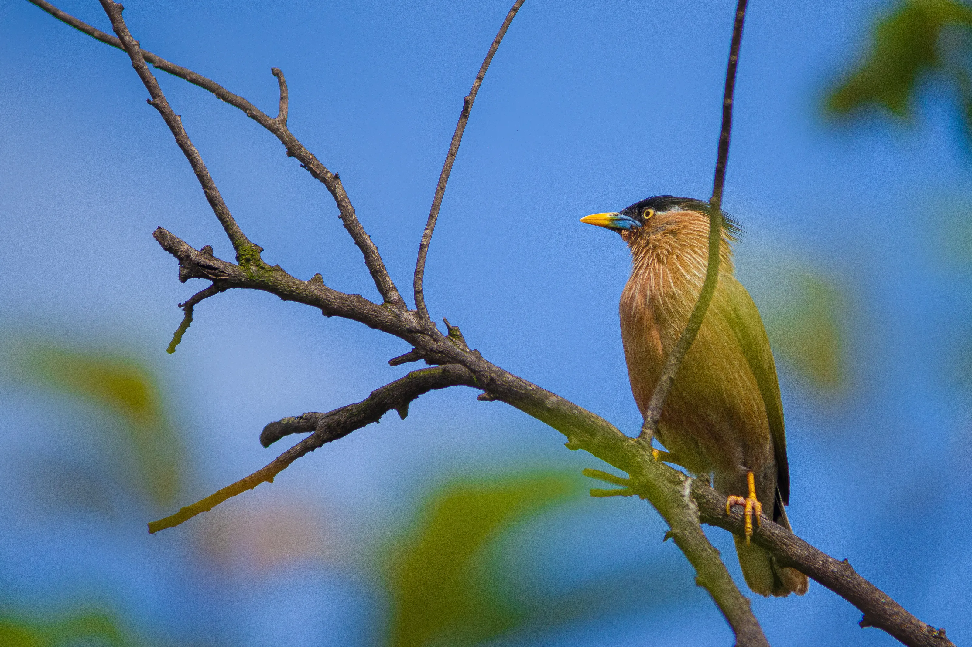 The brahminy myna this was captured with canon 800D 55-250mm lens.