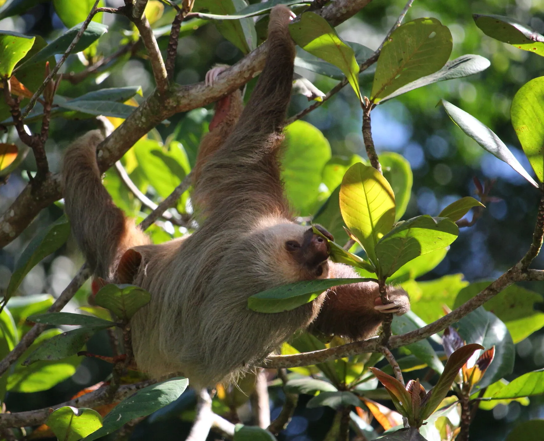 Costa Rican Sloth