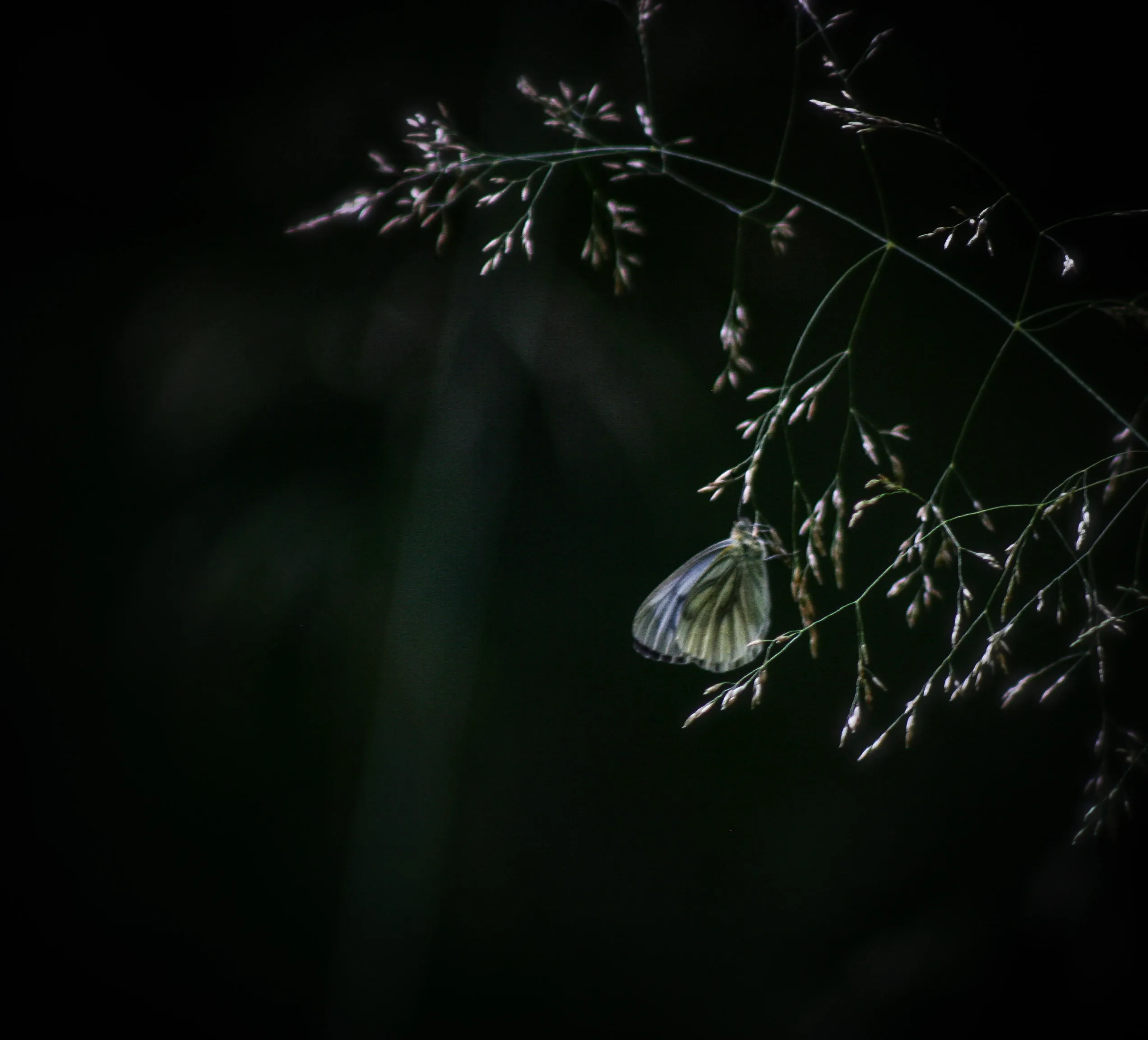 Light in the dark