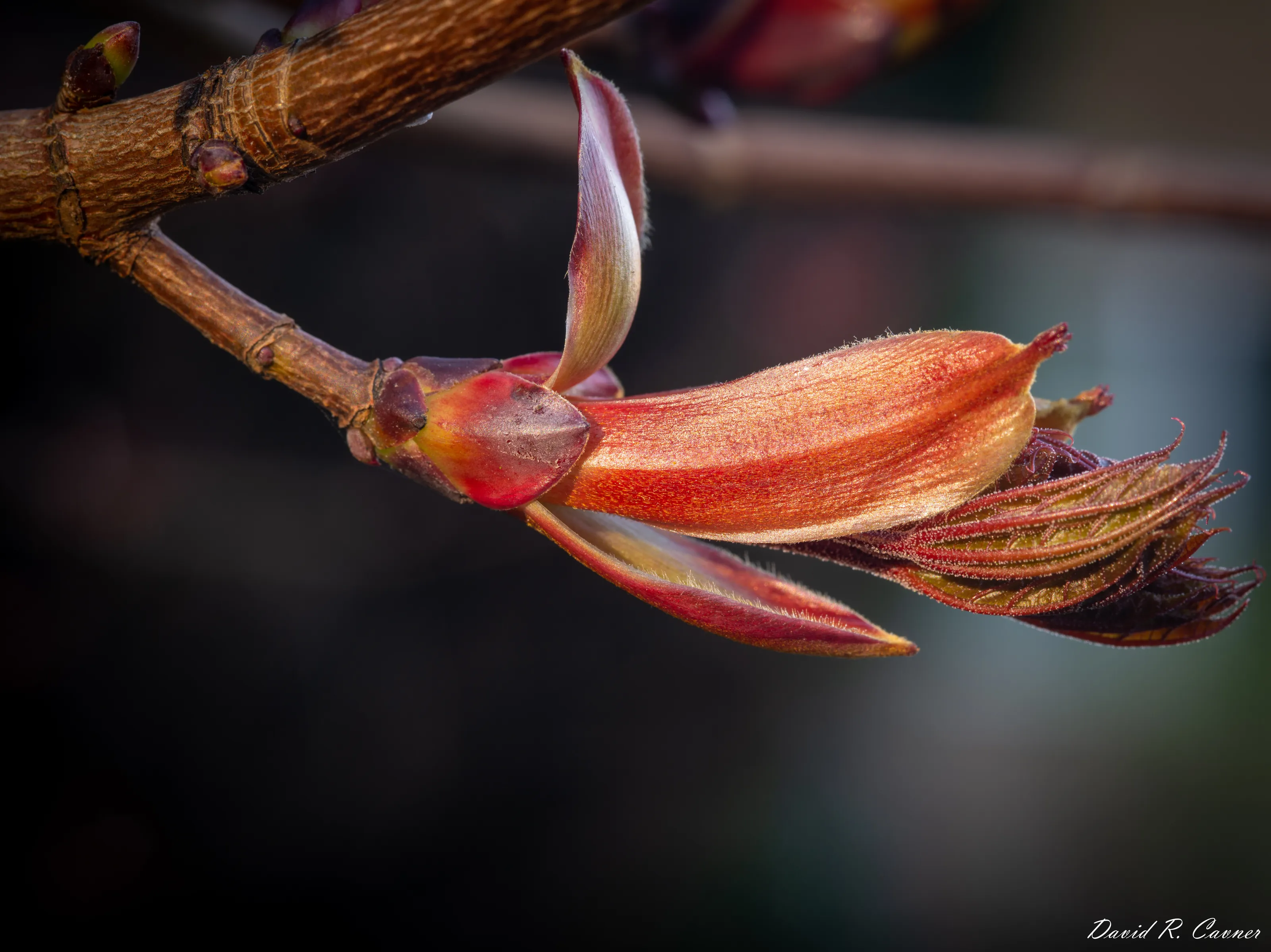 Tree Leaf Bud