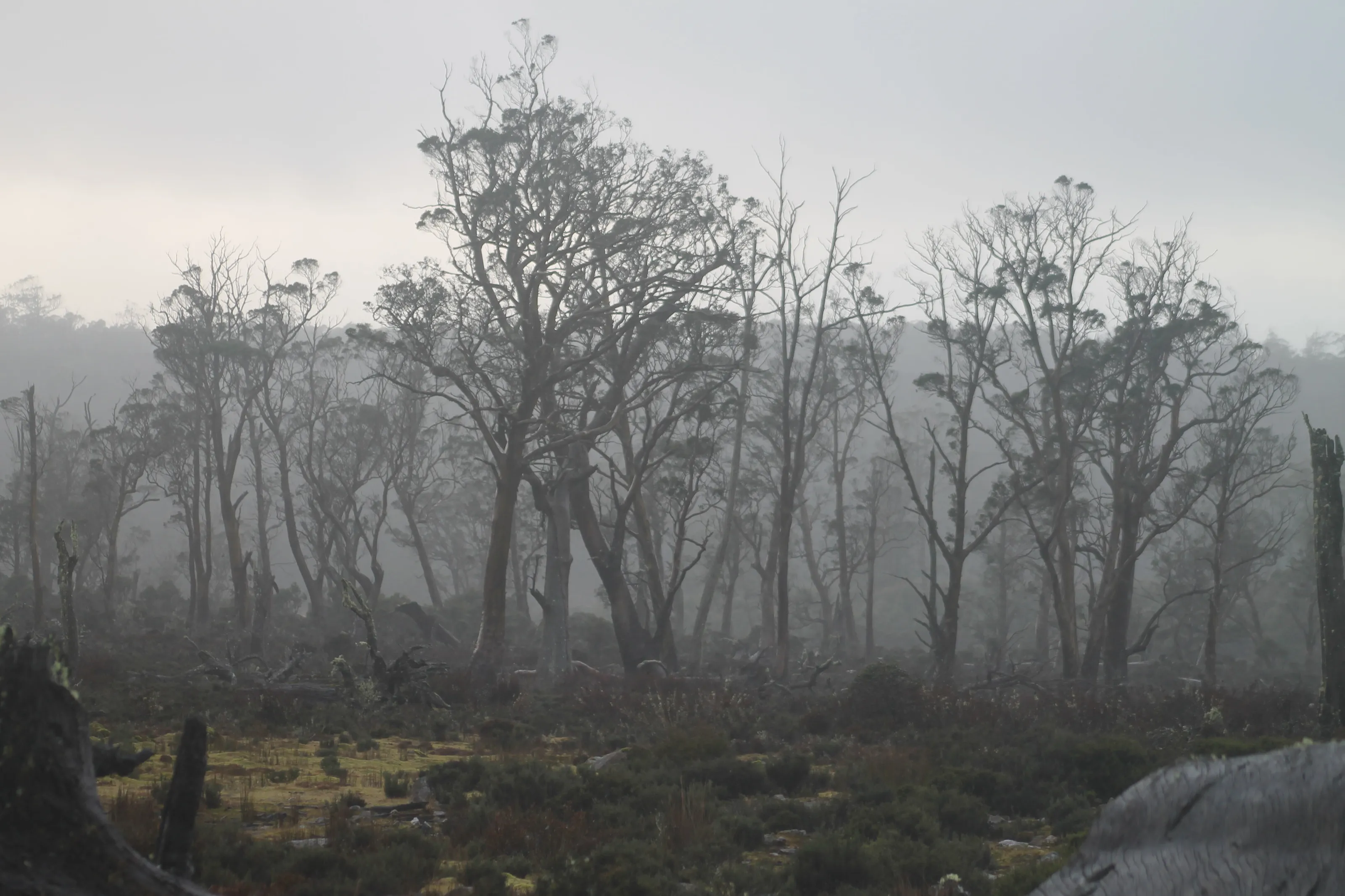 Misty Morning