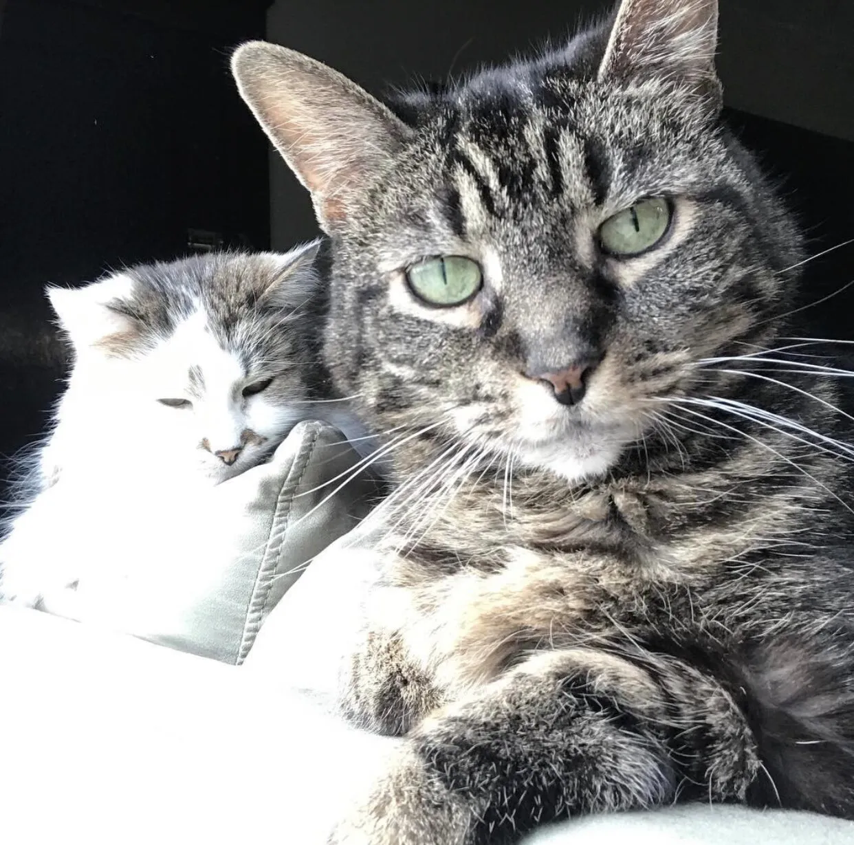 Purrfect Together