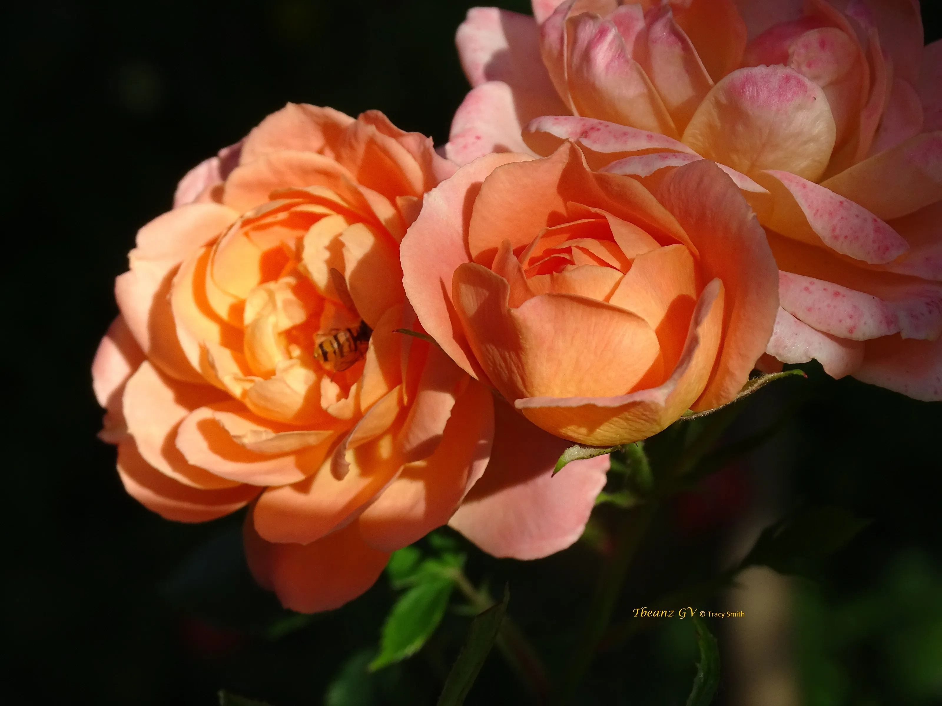 Hoverfly and Roses