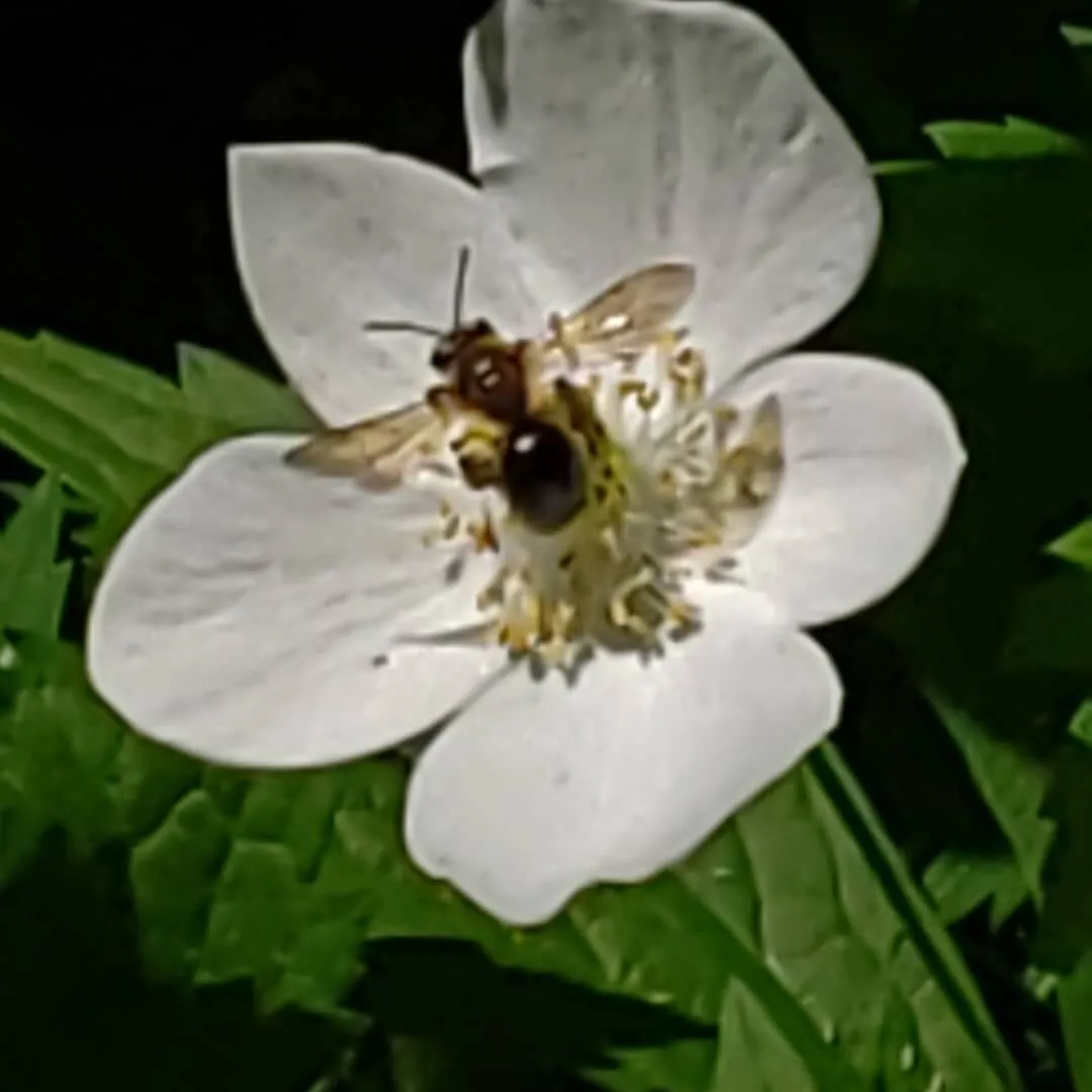Insect on White flower