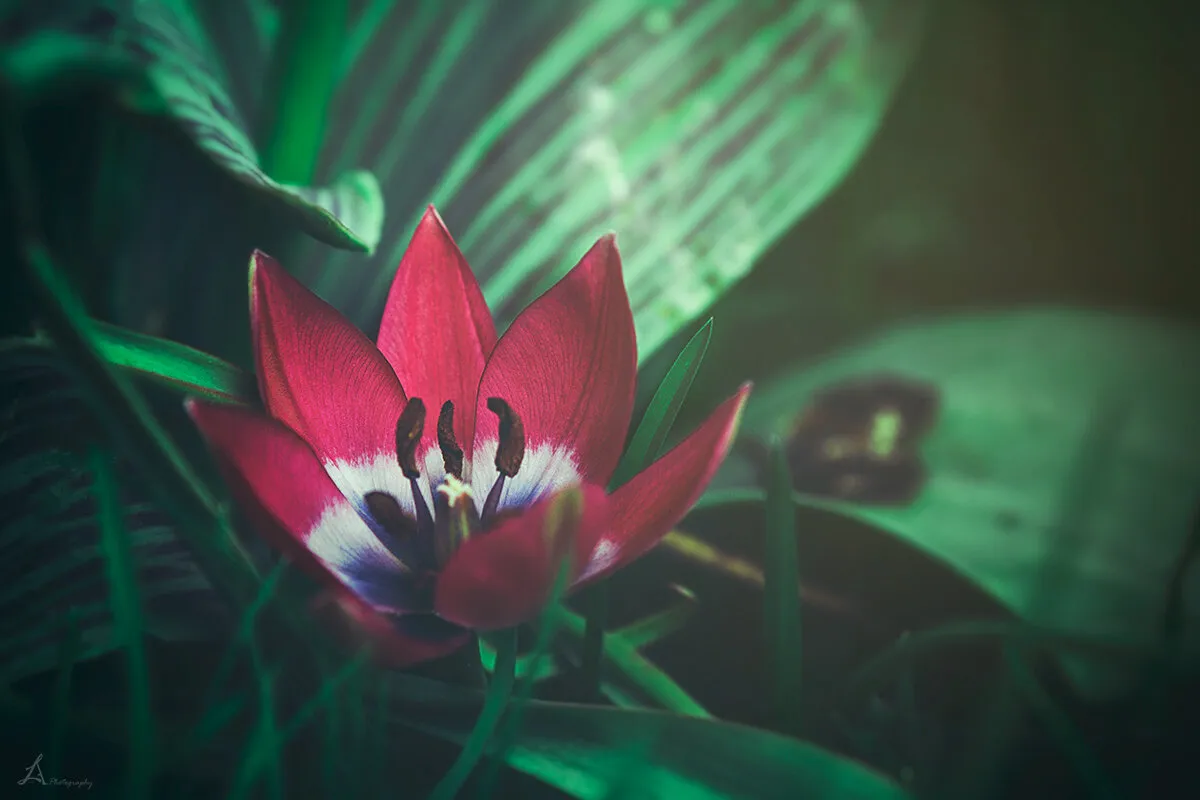 bloom