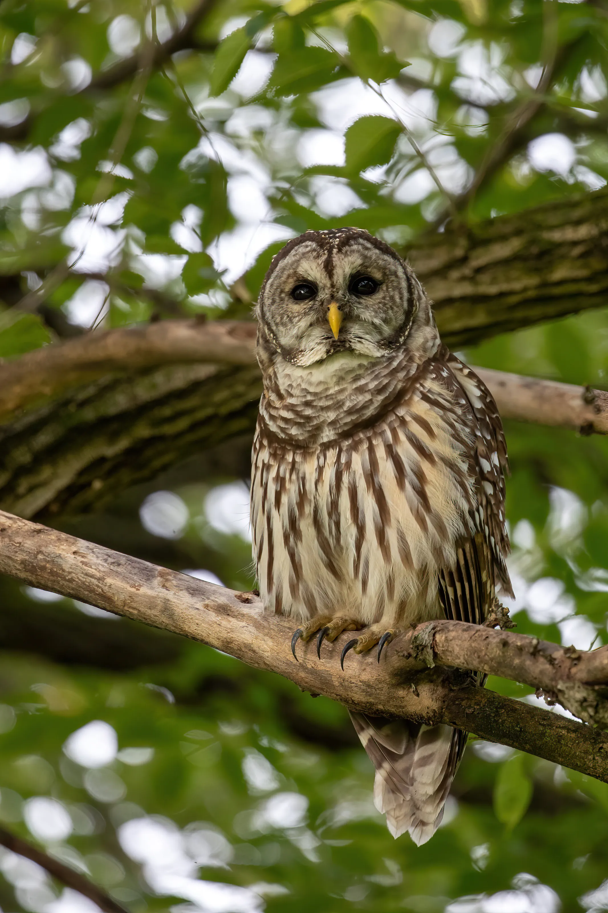 Barred Owl