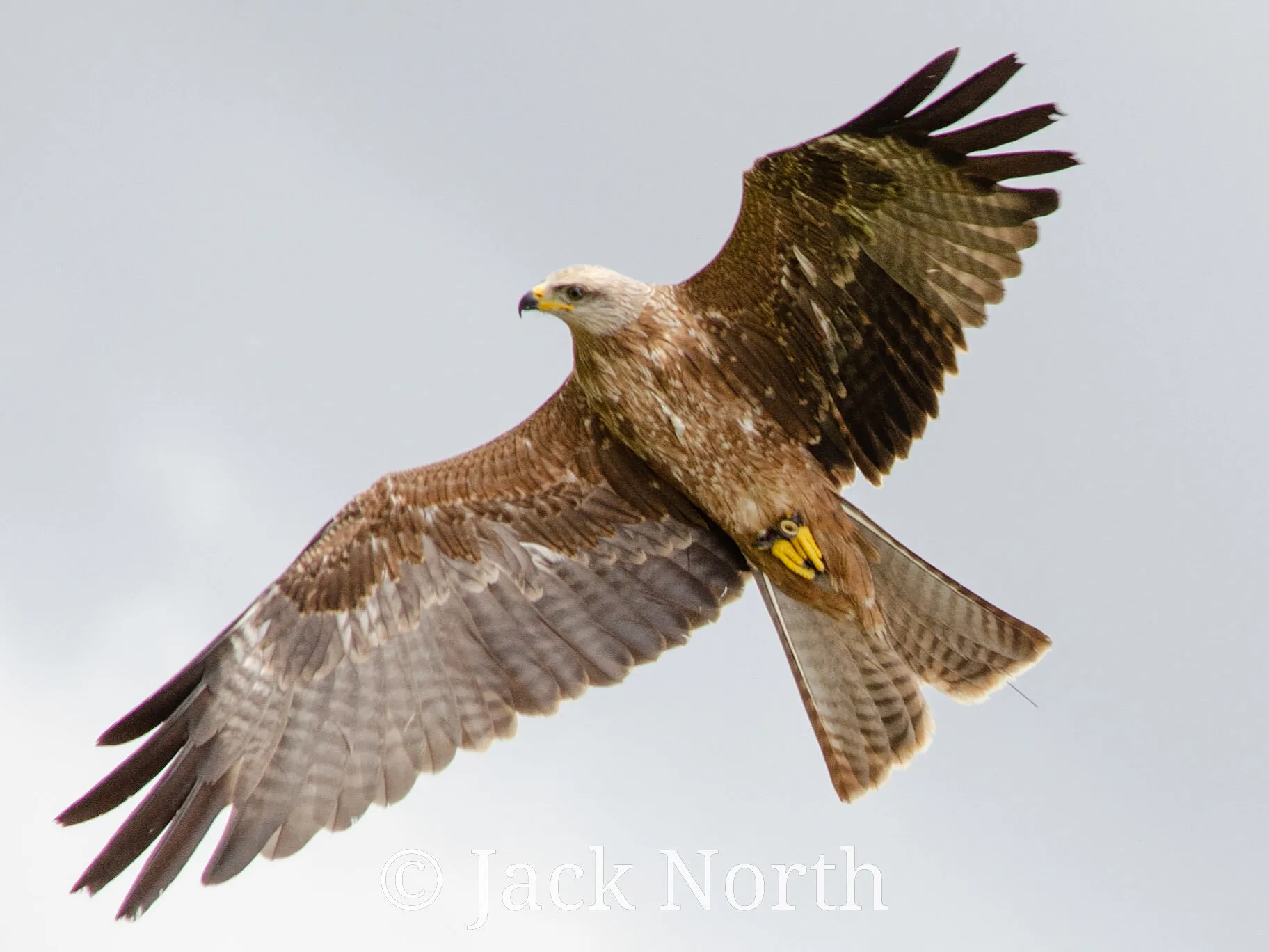 A Kite flying