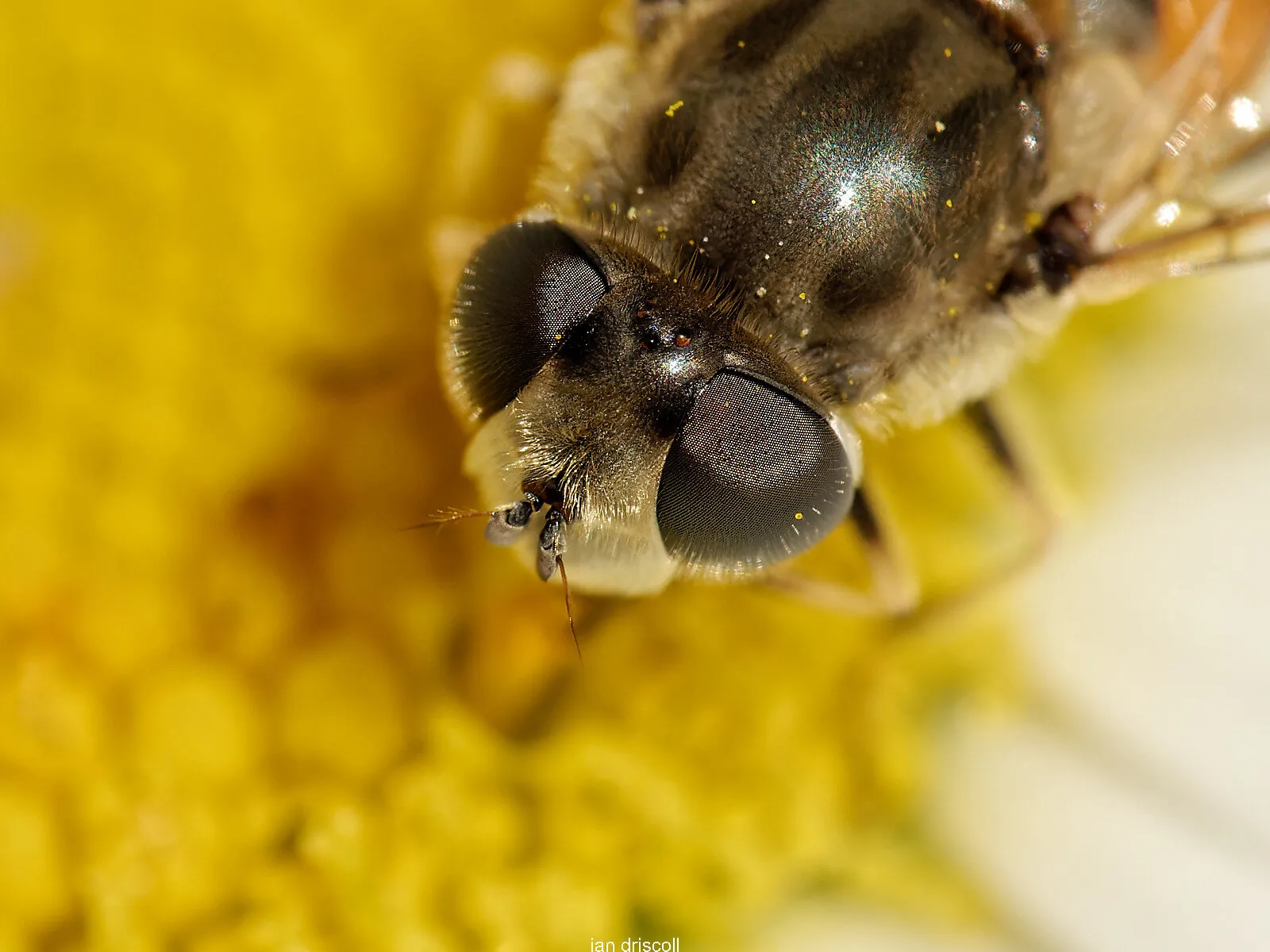 Hoverfly