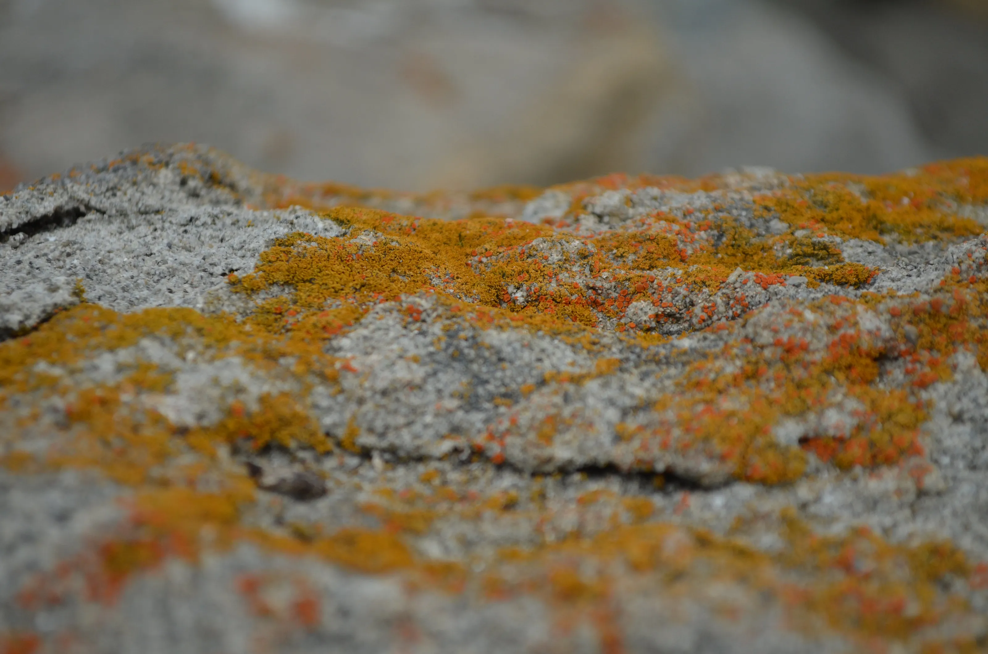 Yellow and orange moss on rock 🪨 🌿
