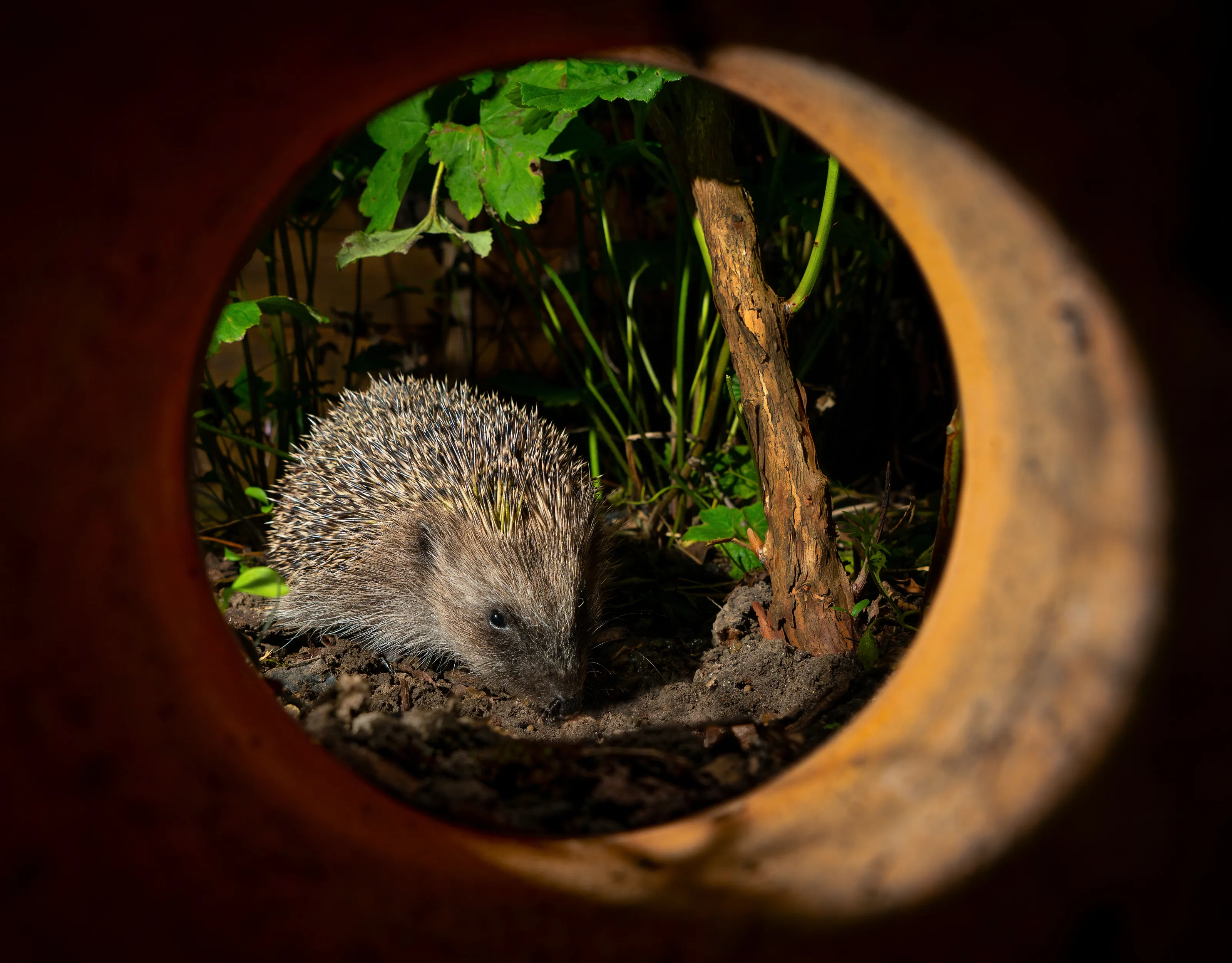 Hedgehog pot