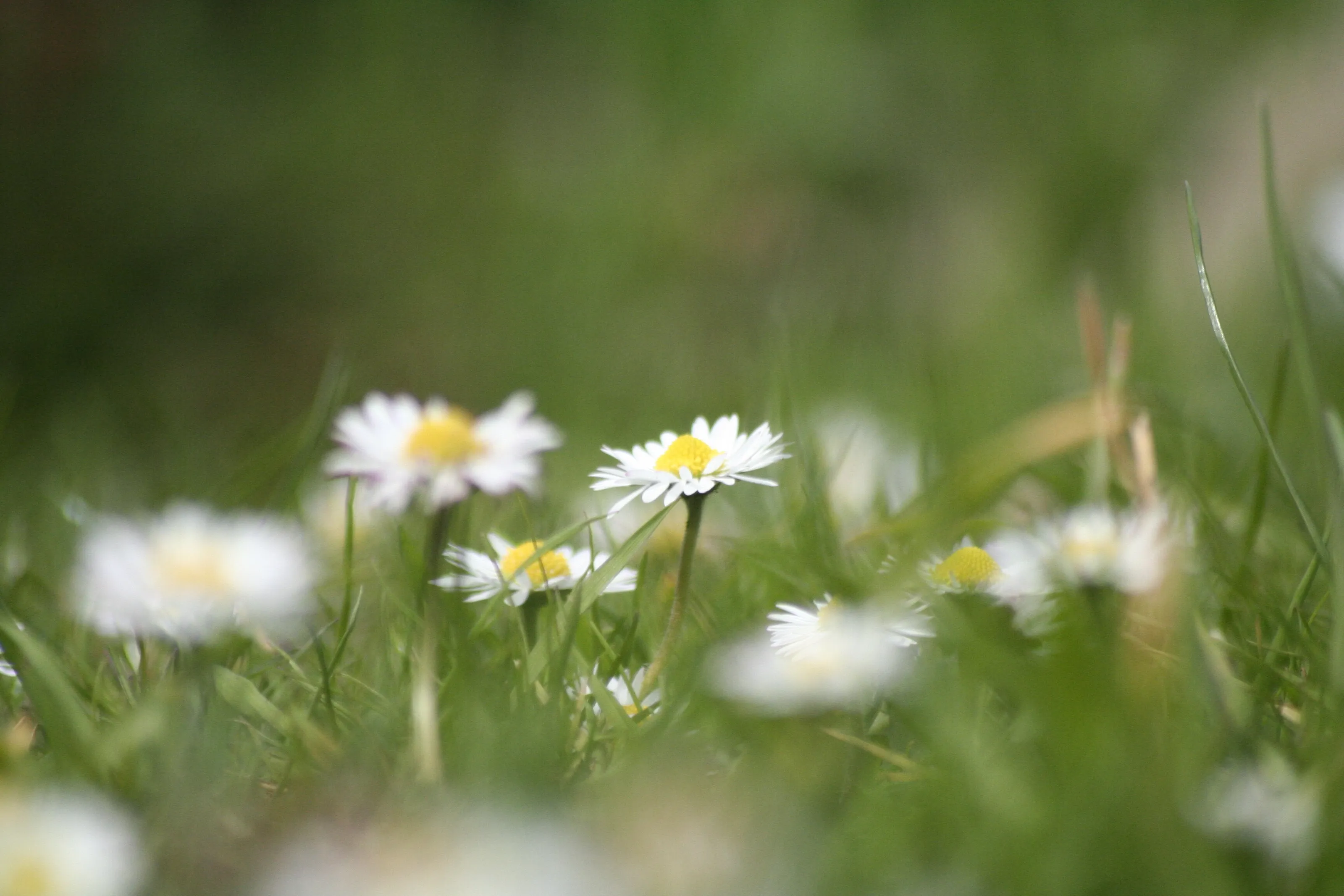 Spring Daisies