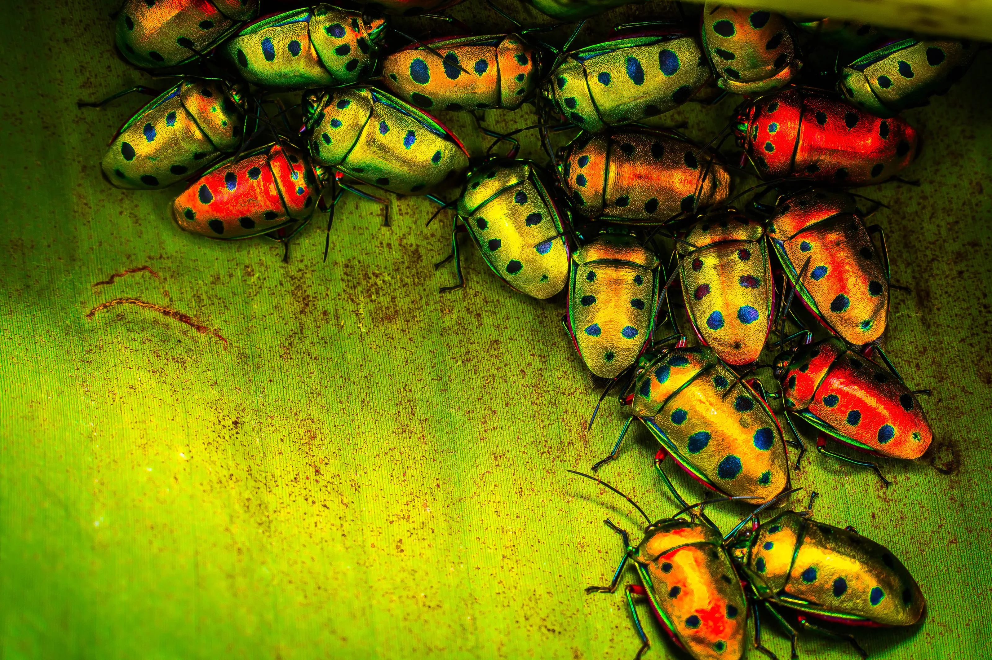 Insect hordes