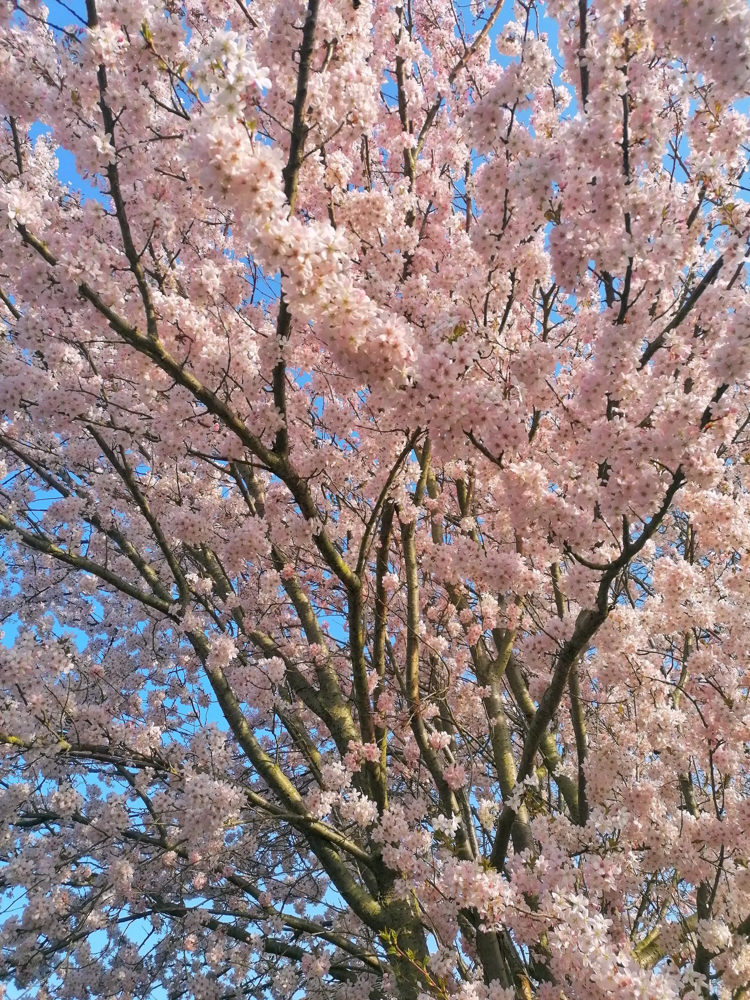 Blossoms