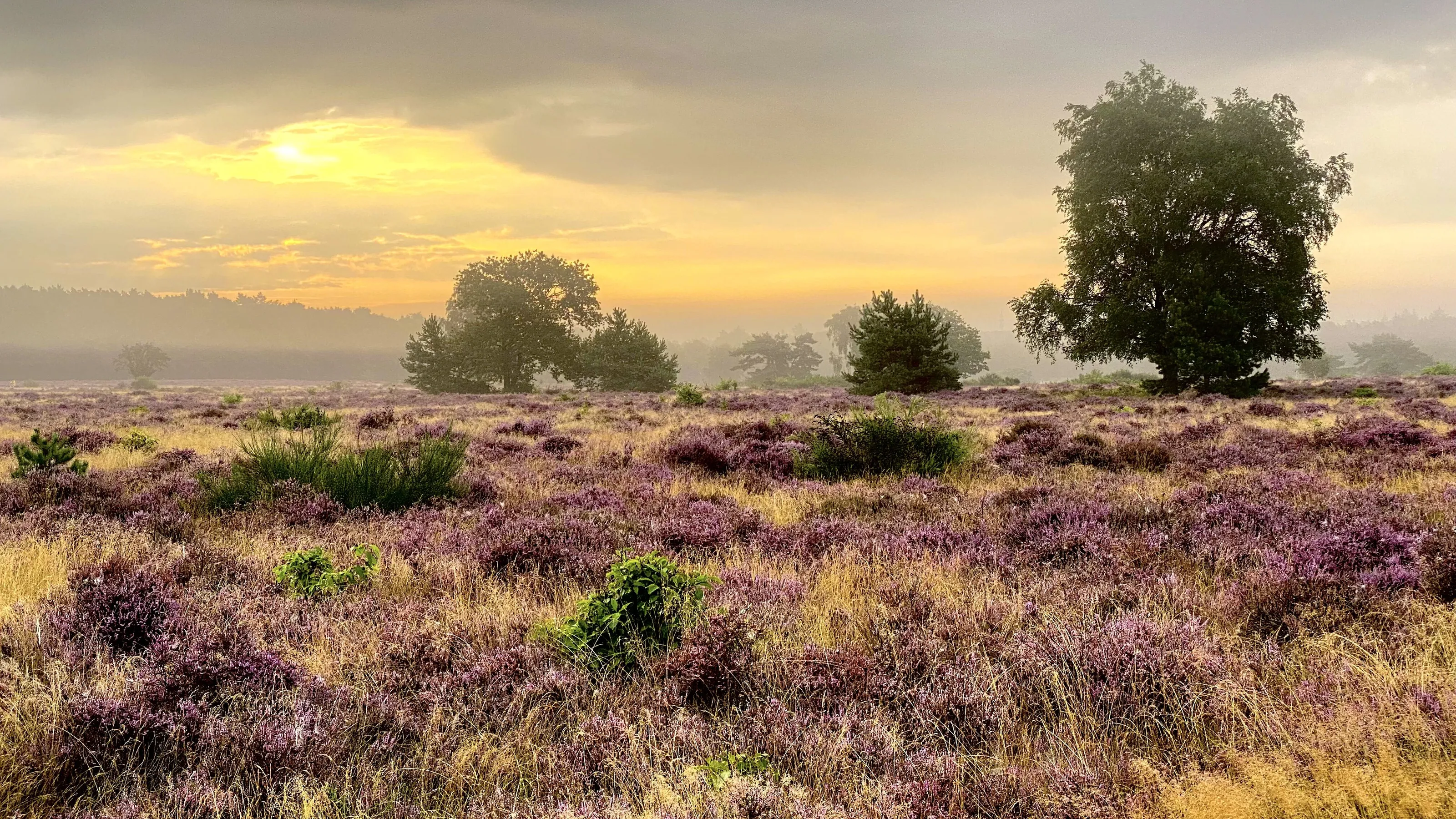 Morning Heather Field