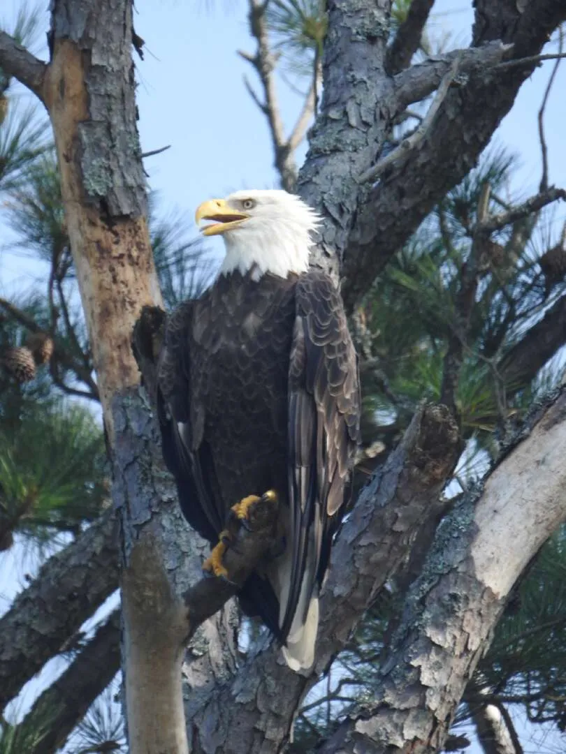 Majestic Bald Eagle