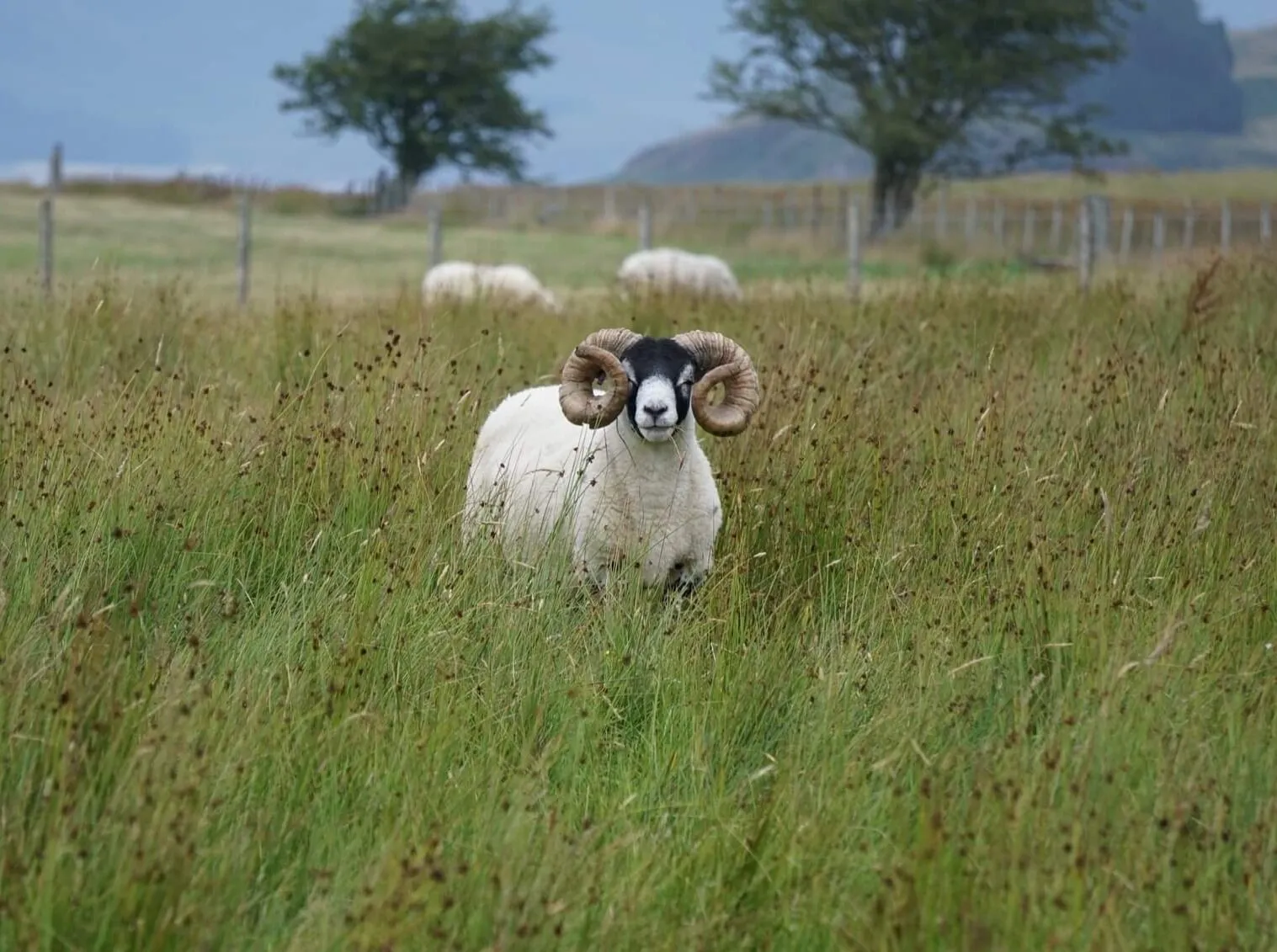 Ram