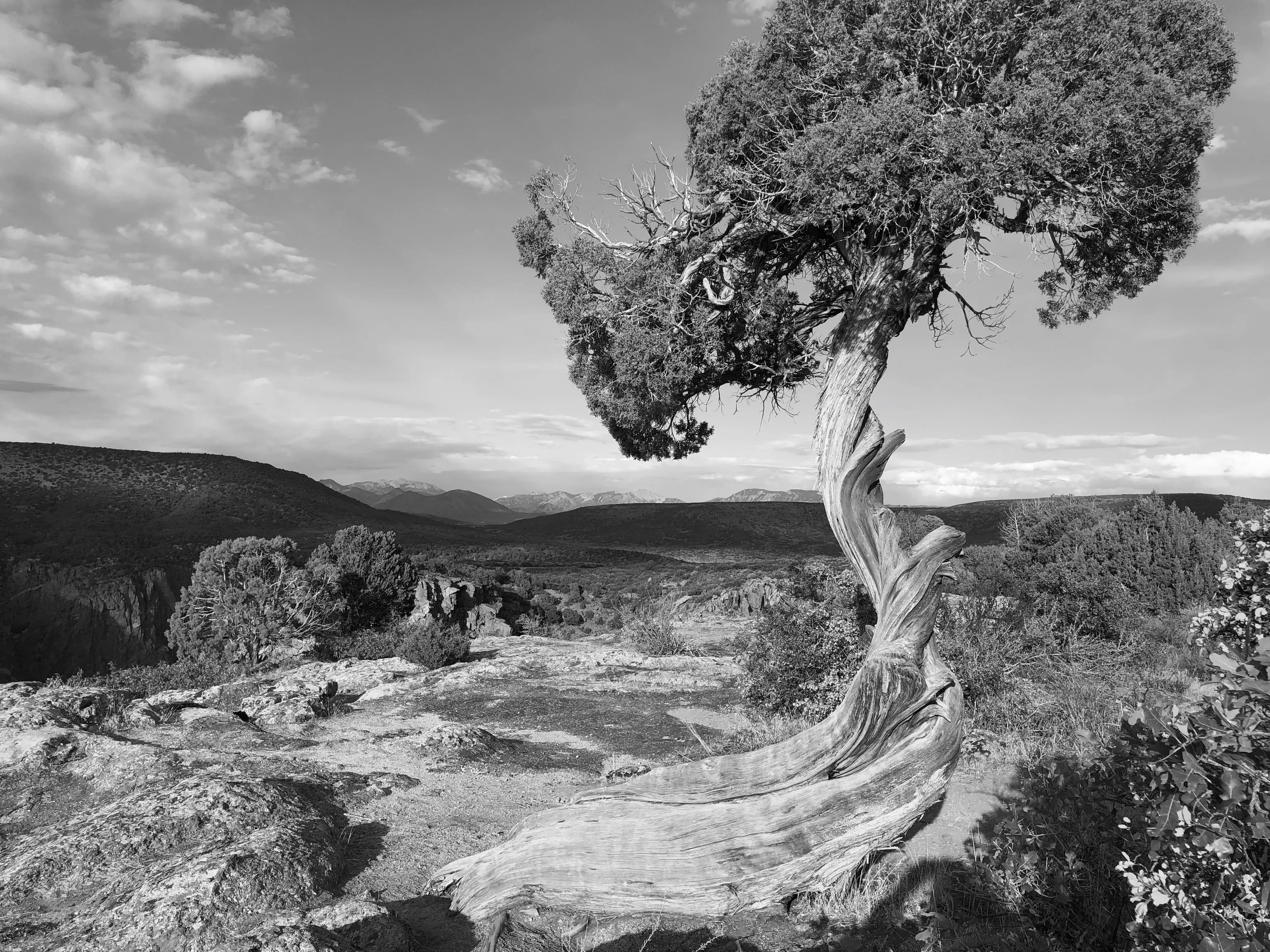 Twisted View