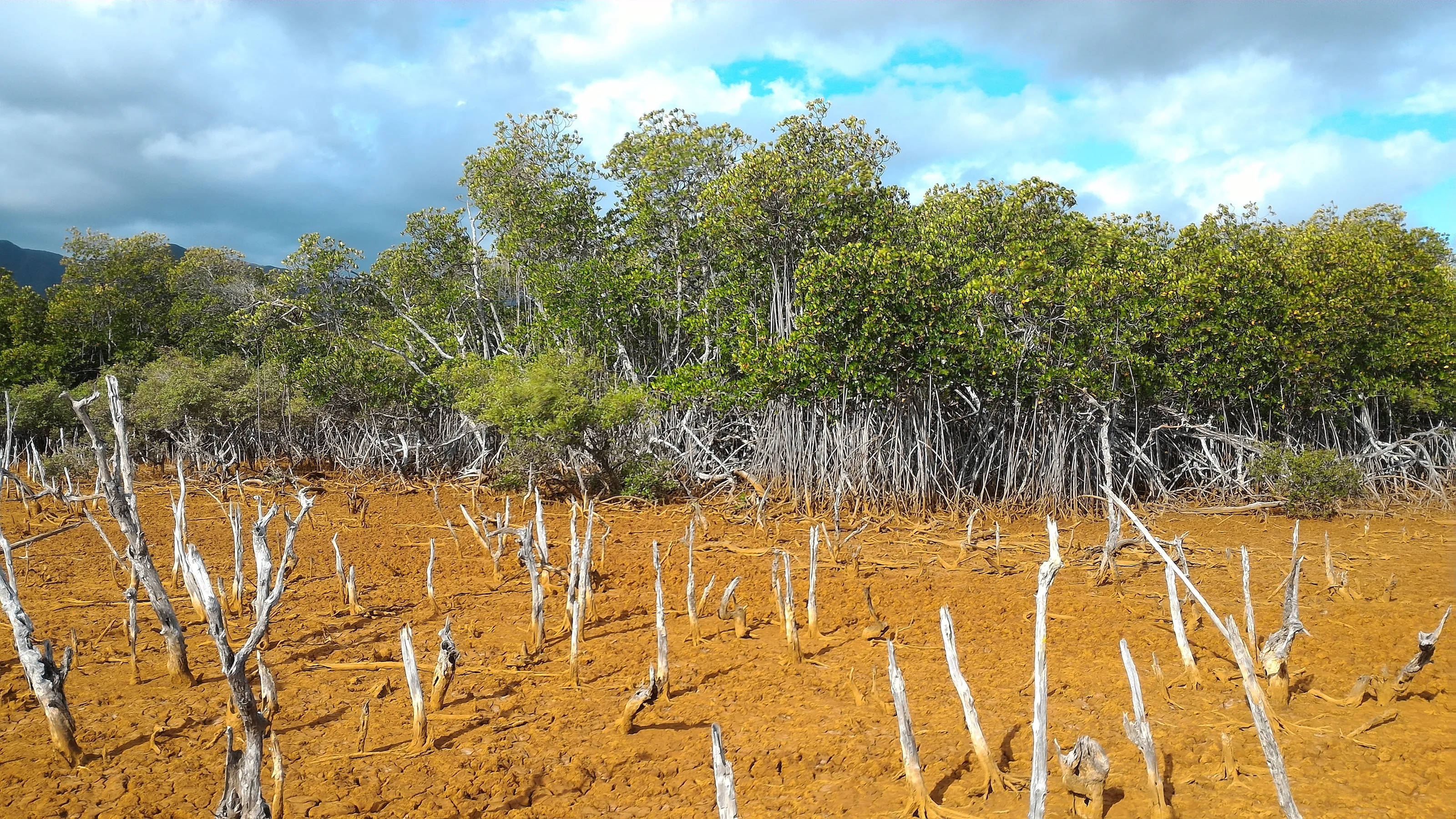 Mangroves natural decline downstream an ultramafic watershed