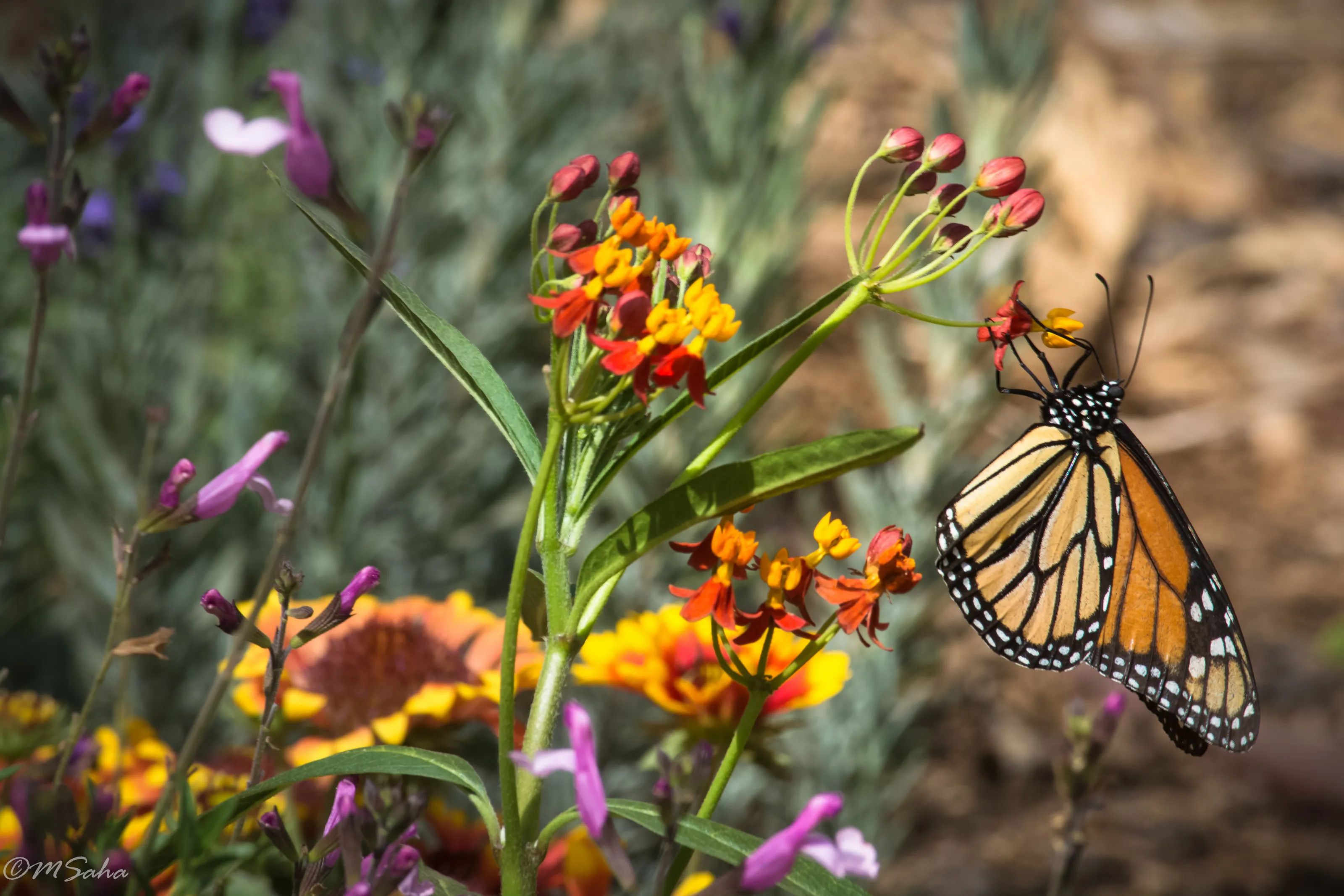 Butterfly admiring beauty of the flowers