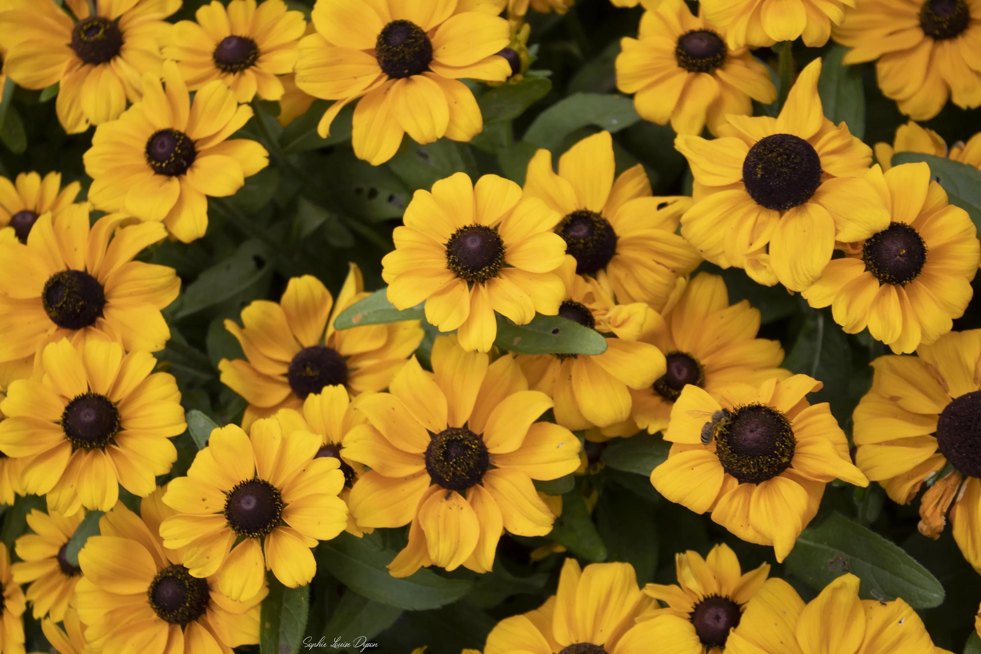 Nature in Bloom