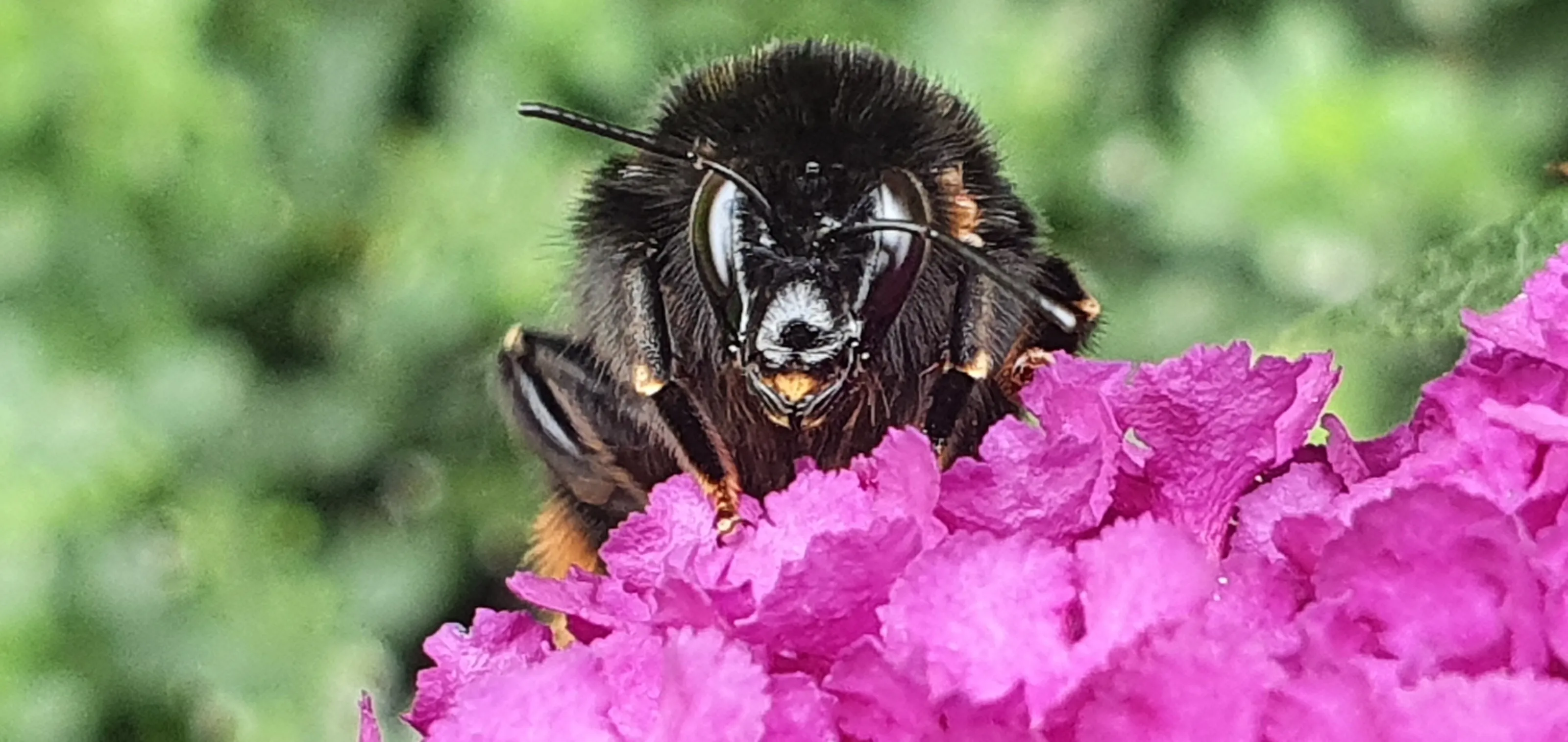 Female red tailed bee with mites
