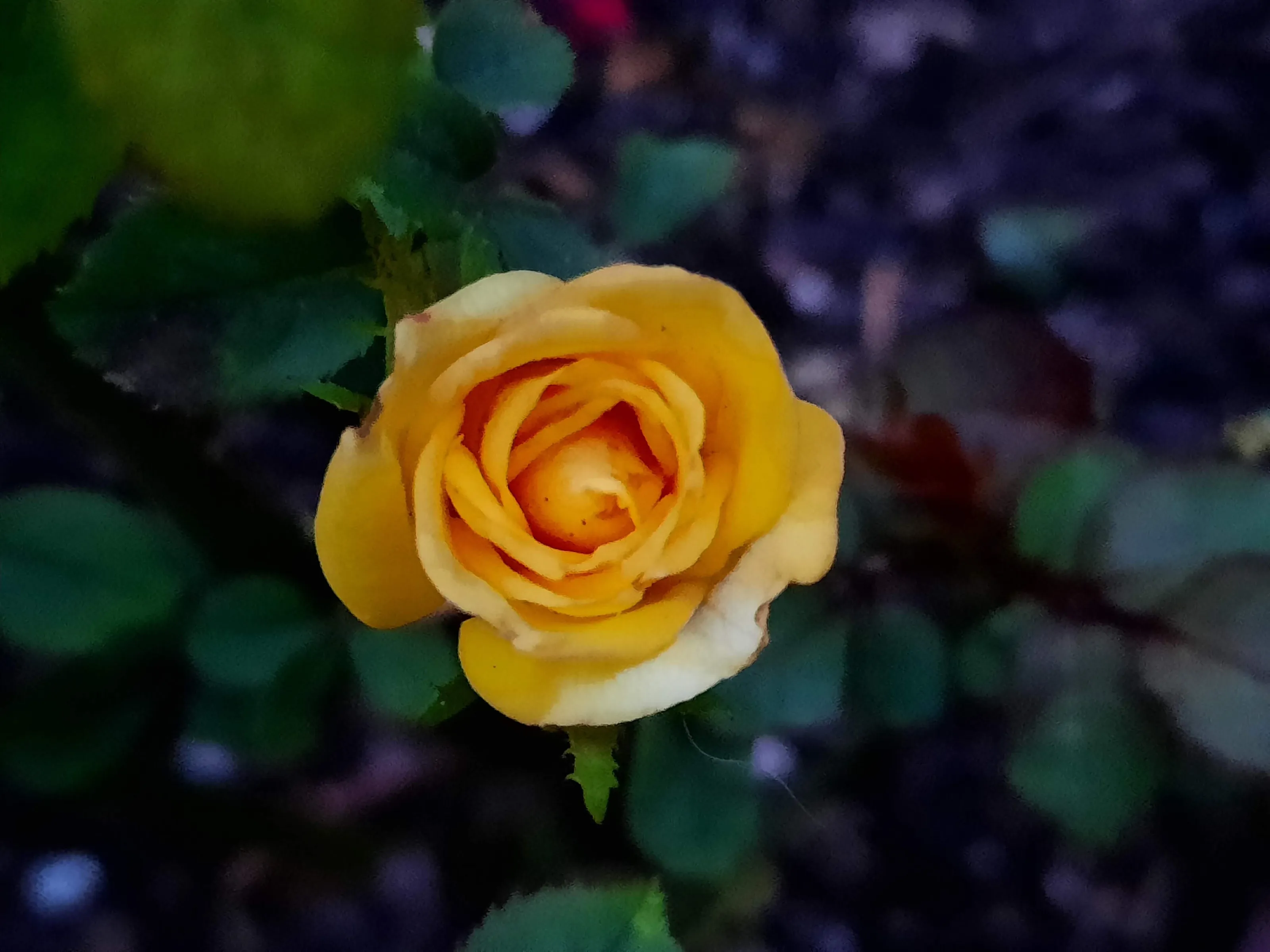 Yellow Rose