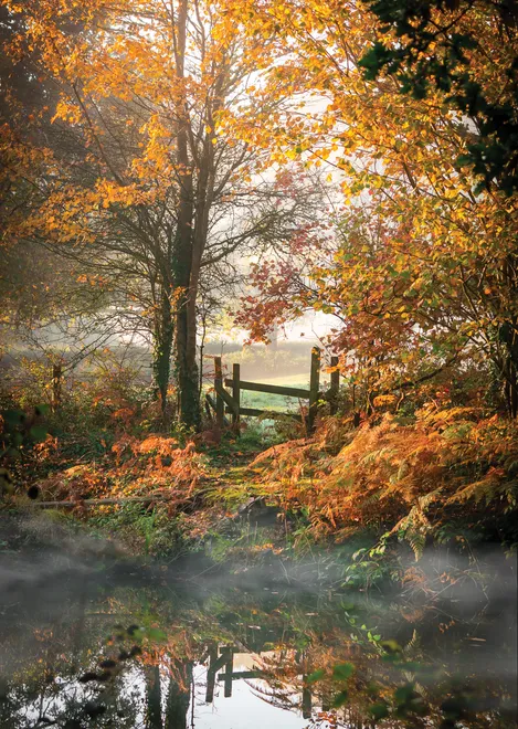 Autumn mist