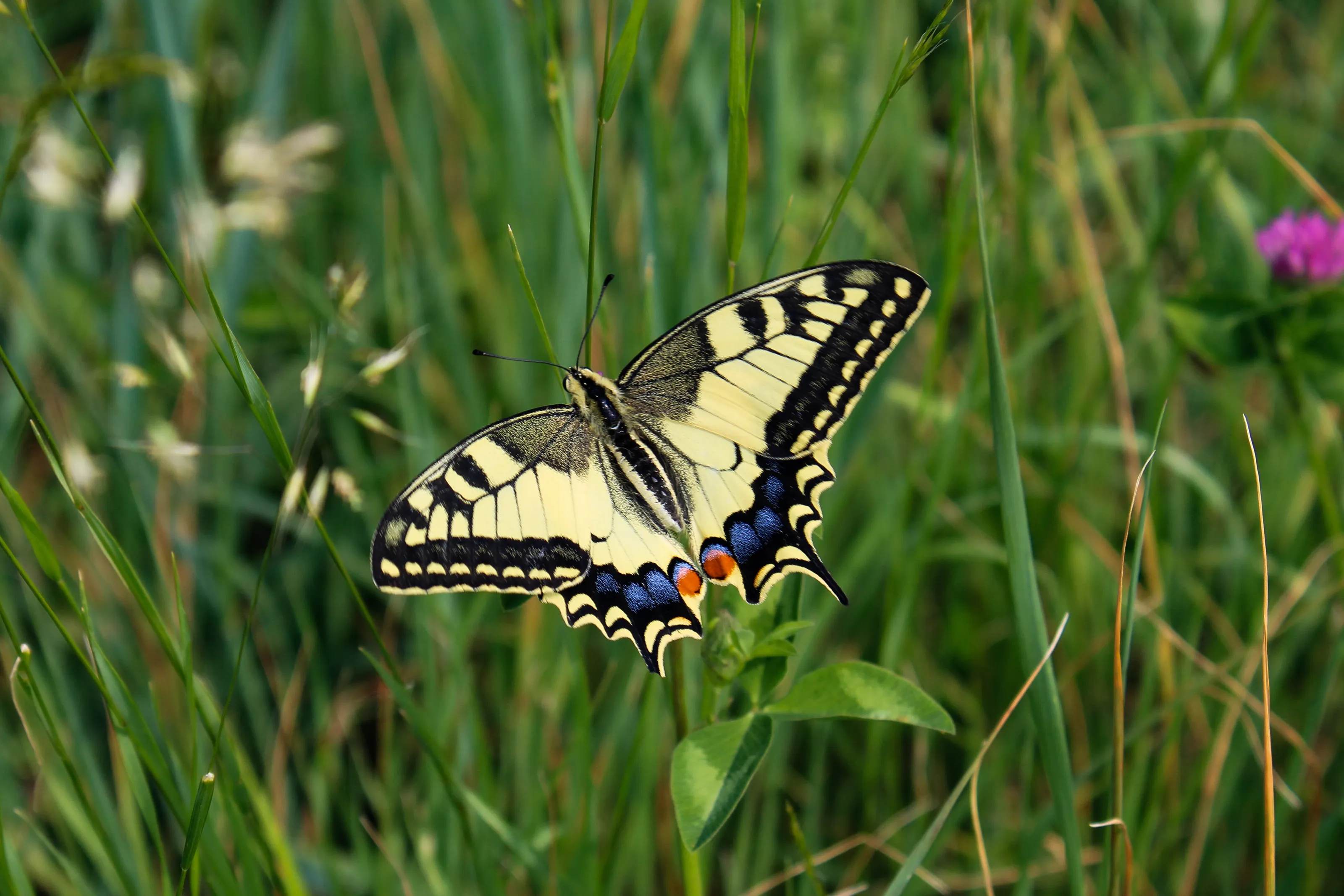 The jewel of our garden-Swallowtail butterfly