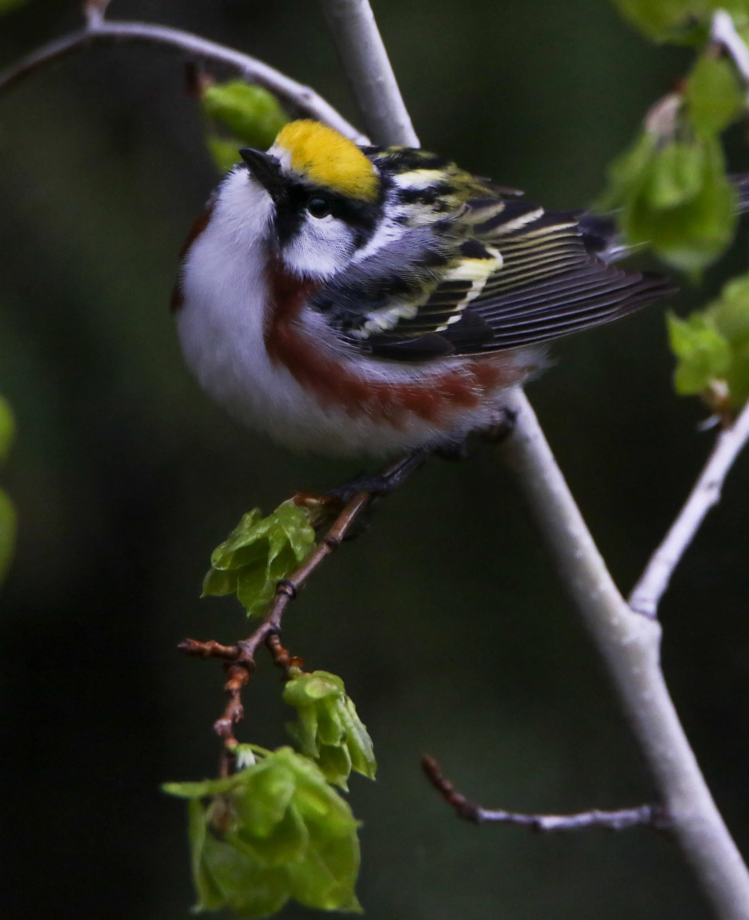 Chestnut Sided Warbler